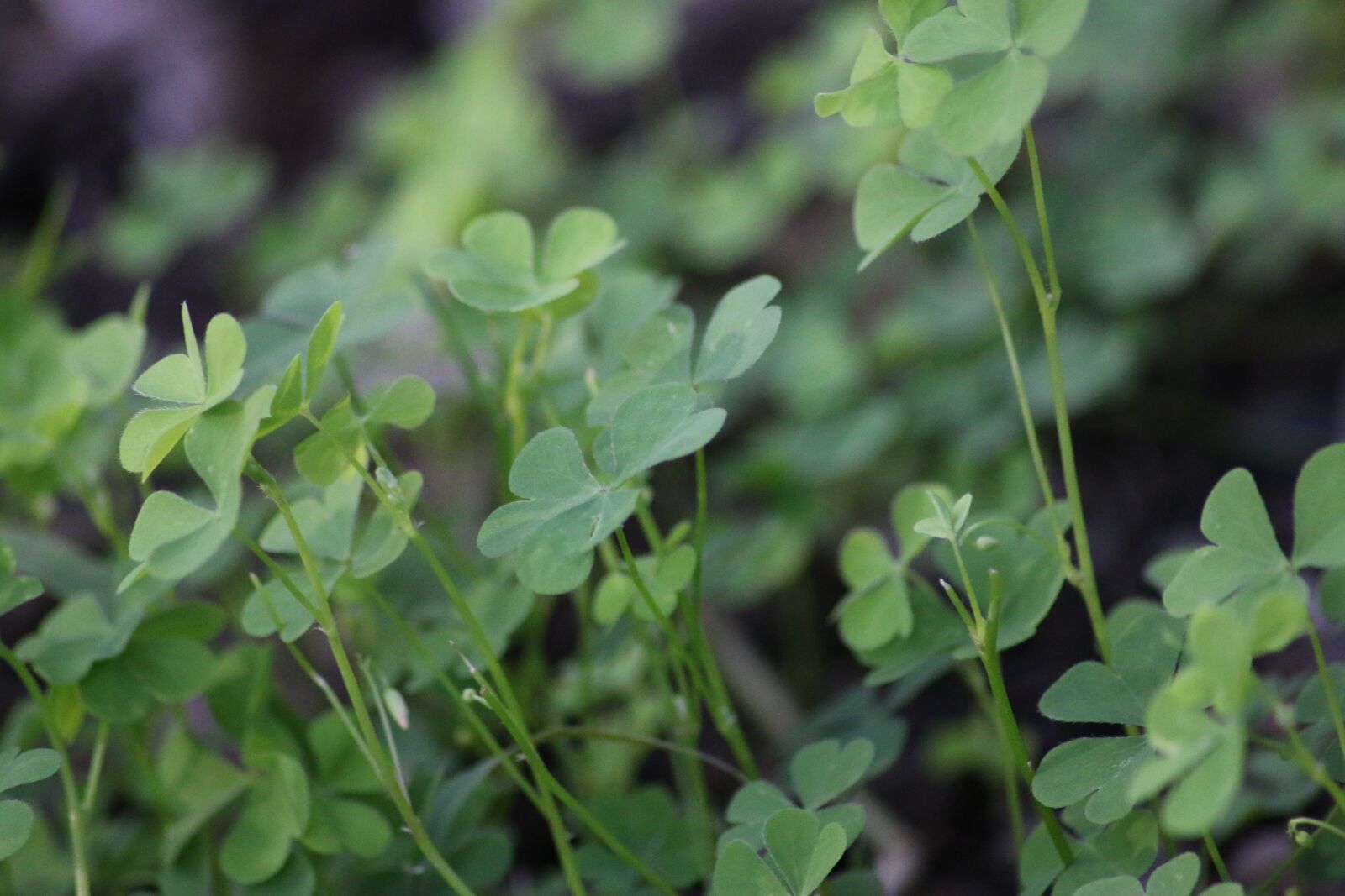 Canon EOS 70D sample photo. Plant, ground cover, field photography