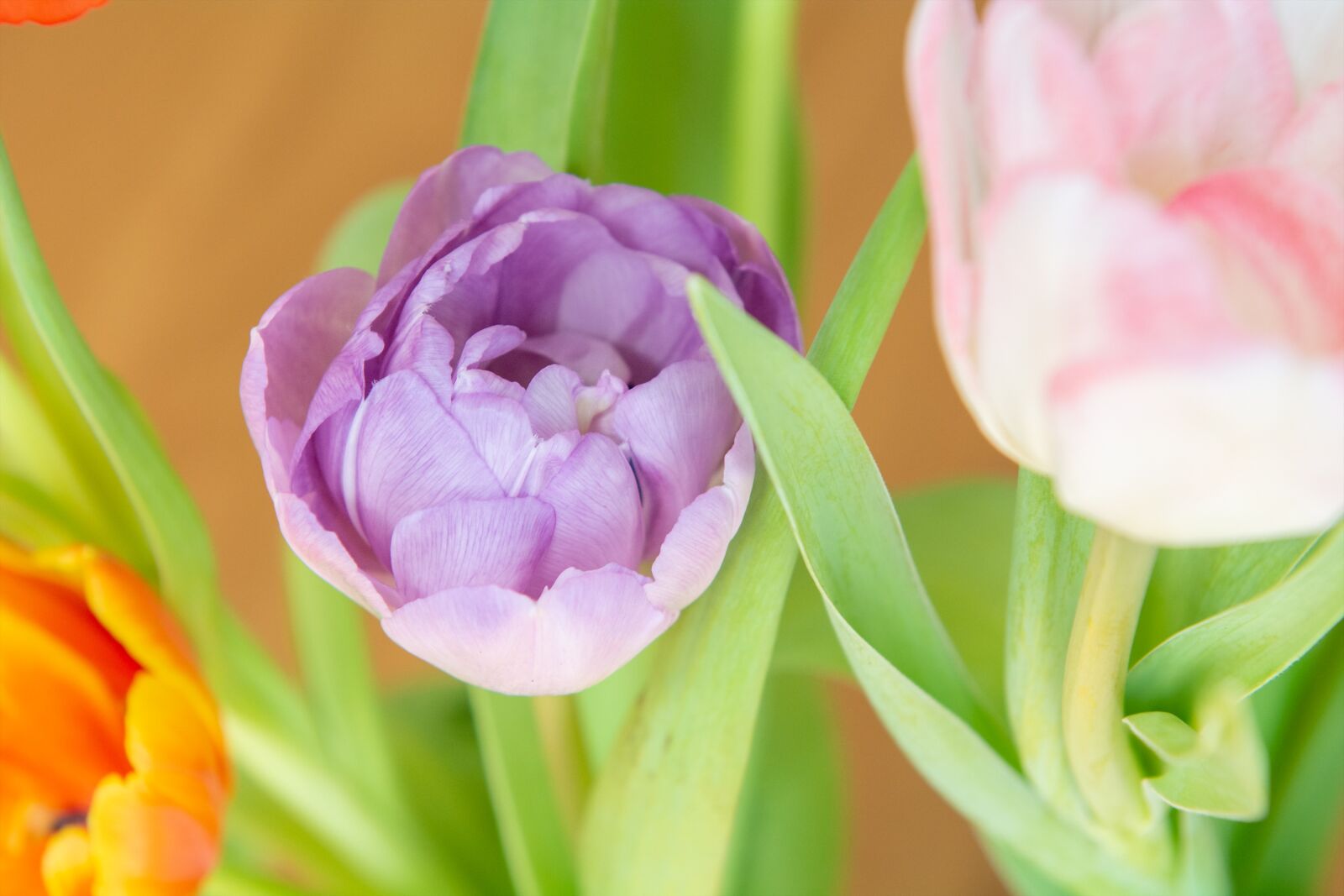 Nikon D7100 sample photo. Flowers, tulips, colorful photography