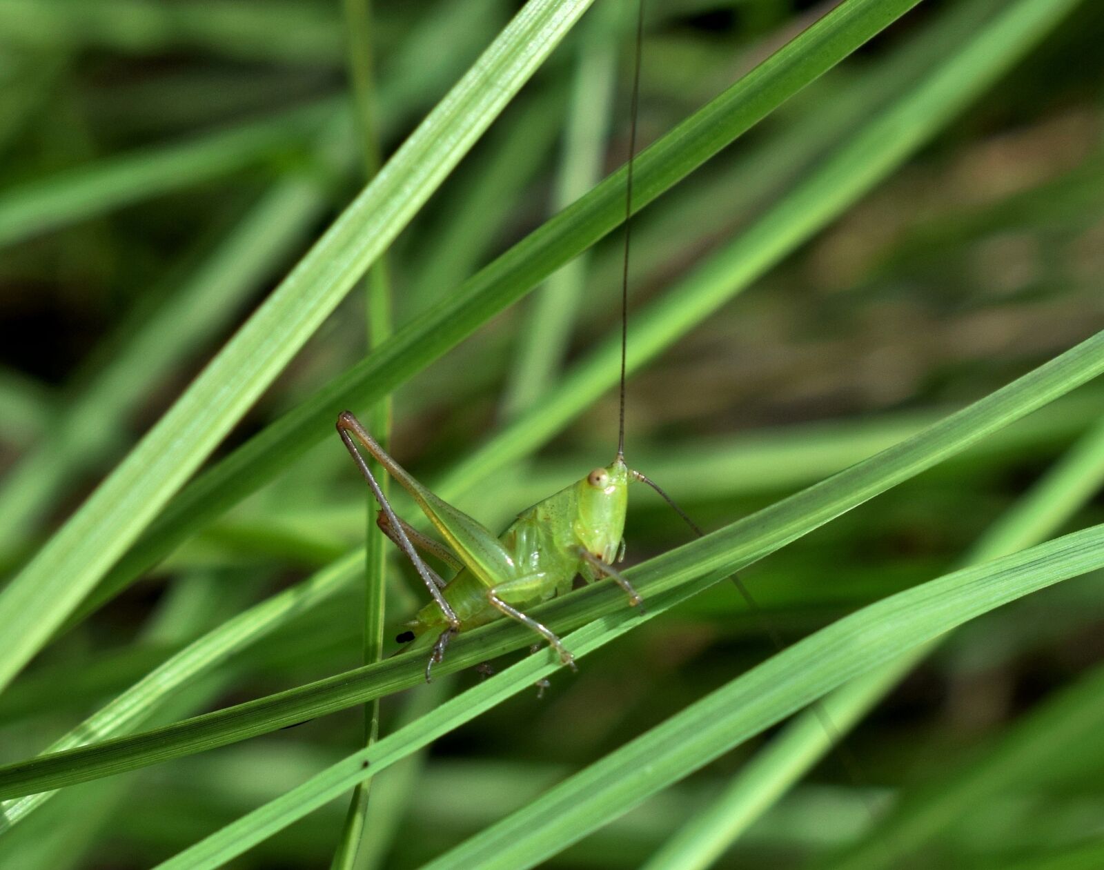 Nikon D5300 sample photo. Grasshopper, katydid, meadow katydid photography