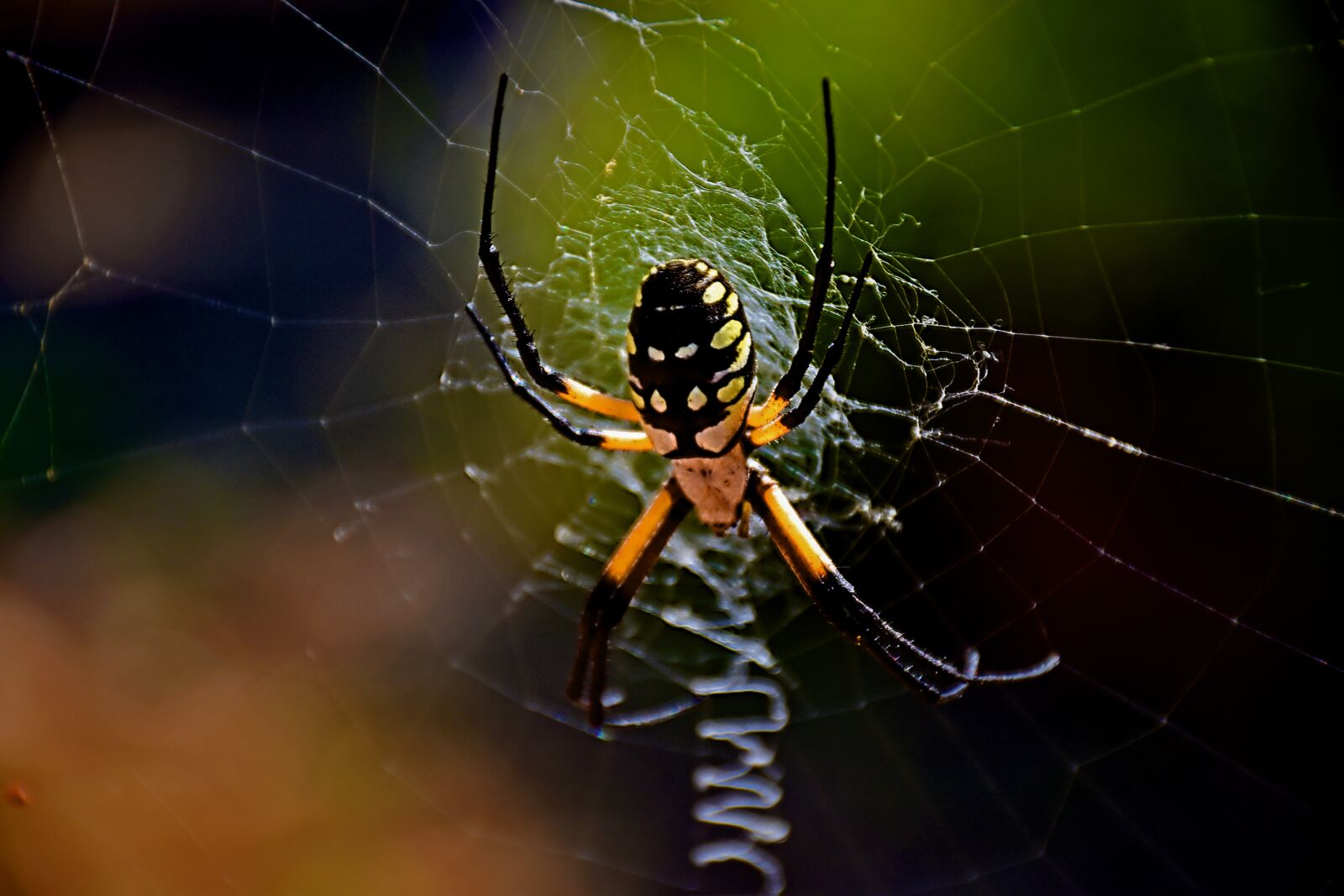 Nikon D5500 sample photo. Garden spider, spider, nature photography