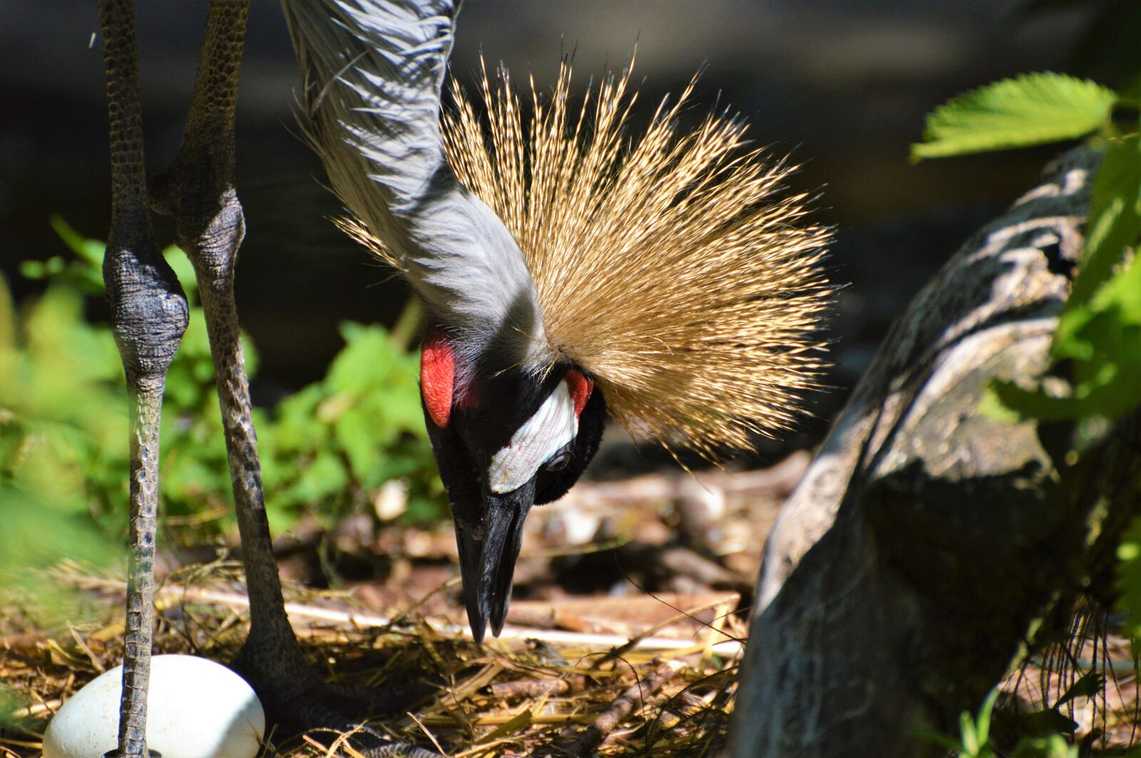 Nikon D3200 sample photo. Grey crowned crane, baleurica photography
