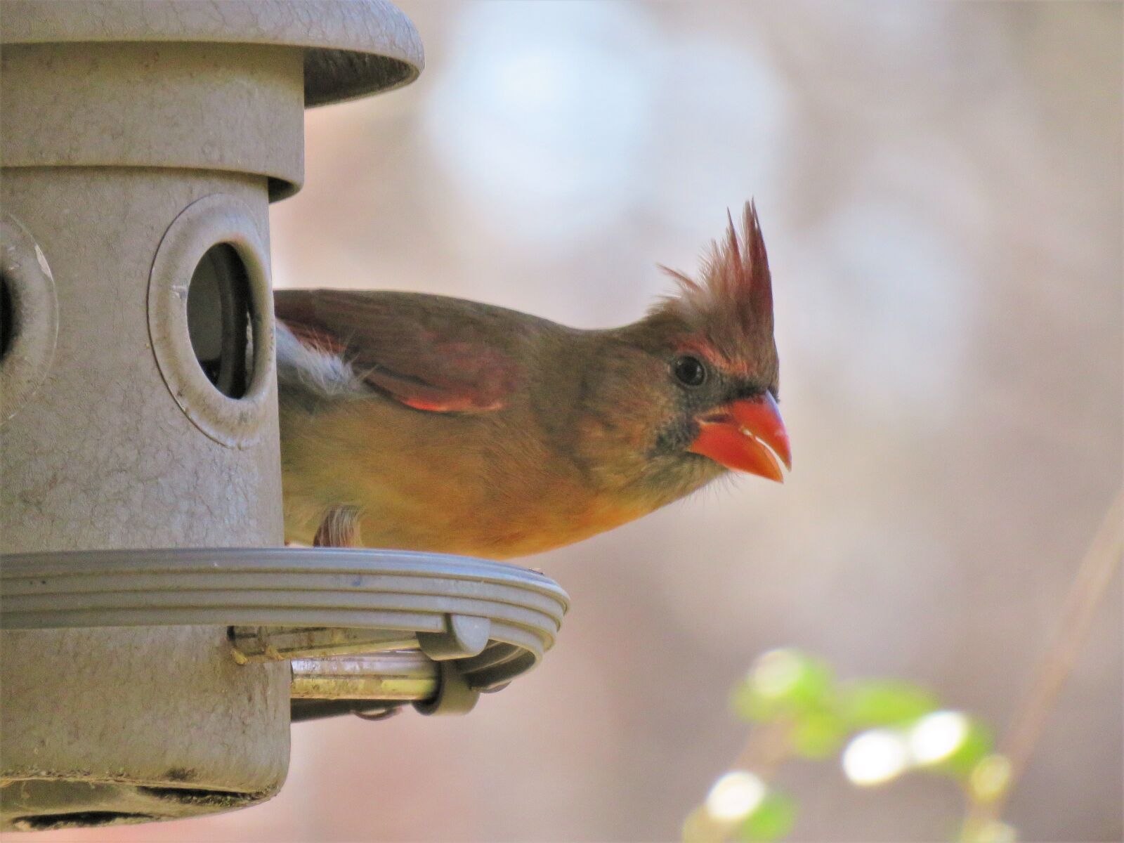 Canon PowerShot SX60 HS sample photo. Bird, wildlife, outdoors photography