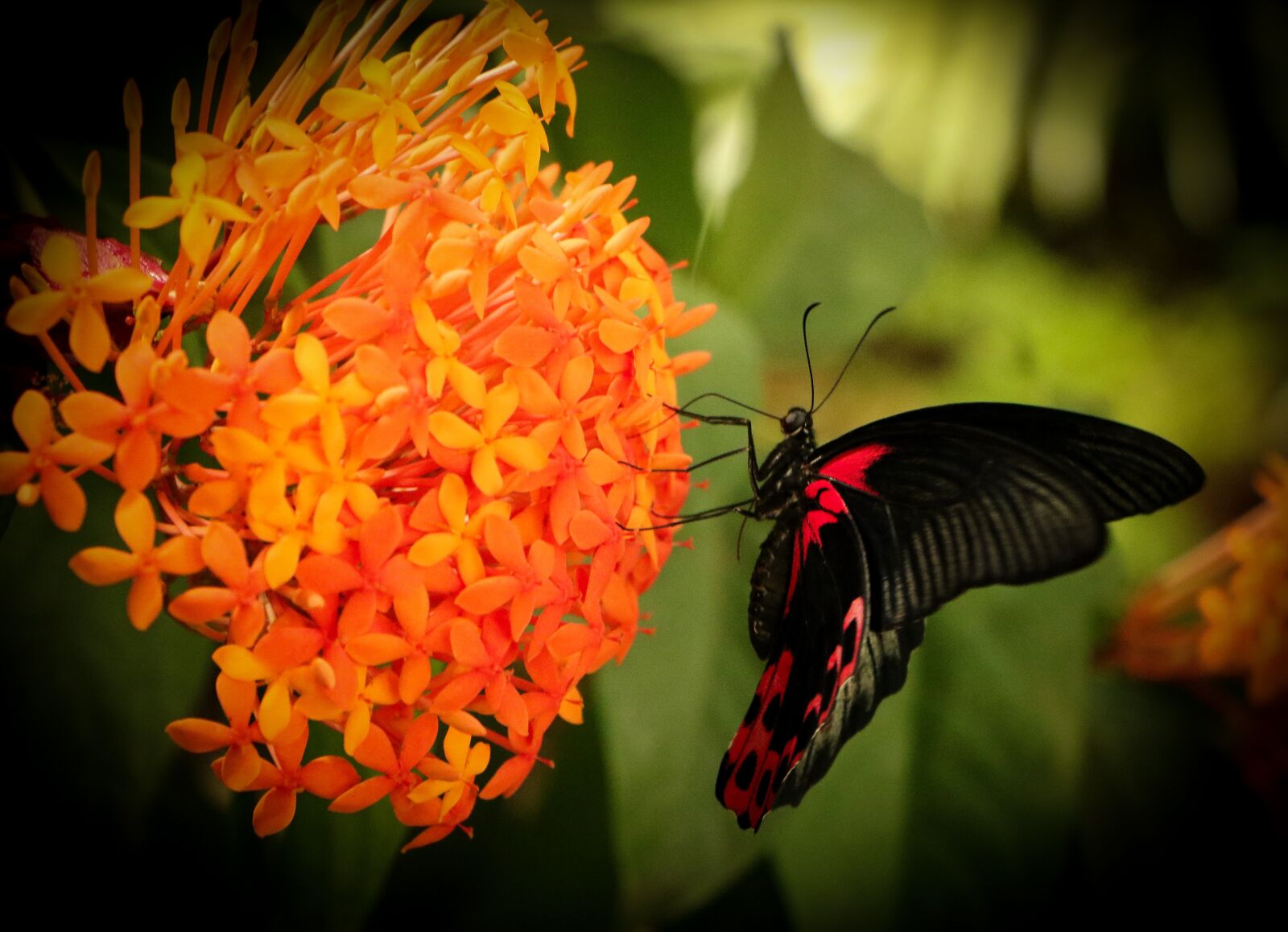 Canon EOS 7D Mark II sample photo. Butterfly, flowers, nature photography
