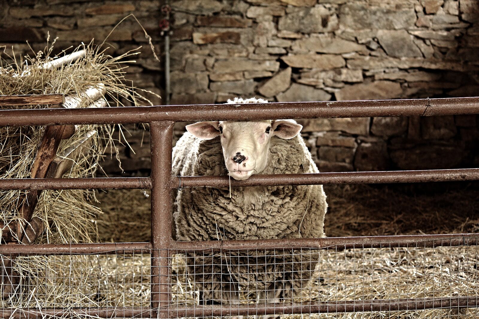 Canon EOS 1200D (EOS Rebel T5 / EOS Kiss X70 / EOS Hi) sample photo. Sheep, animal, brown photography
