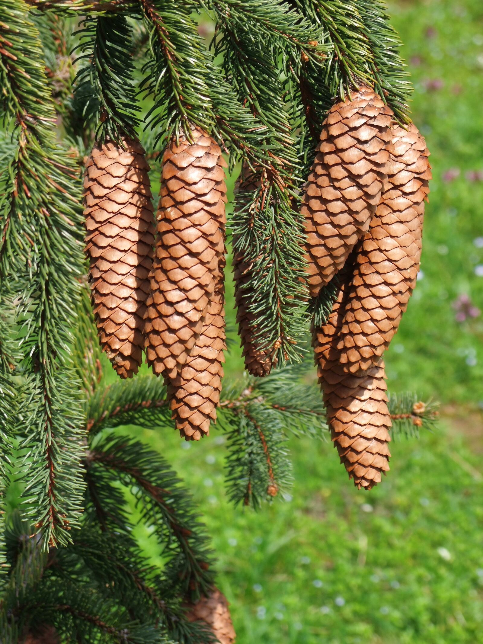 Fujifilm FinePix S100fs sample photo. Cone, pine, crop photography