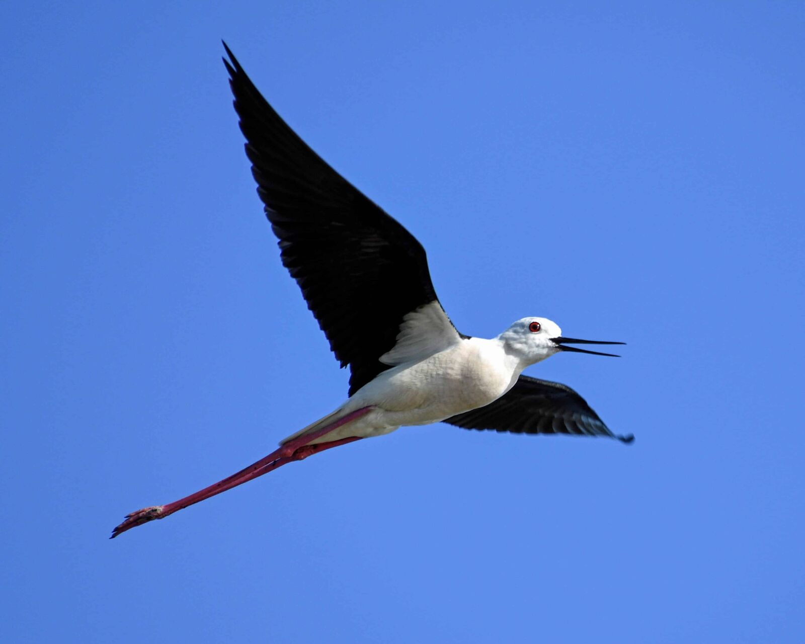Nikon D500 sample photo. Wildlife, bird, beak, wild photography