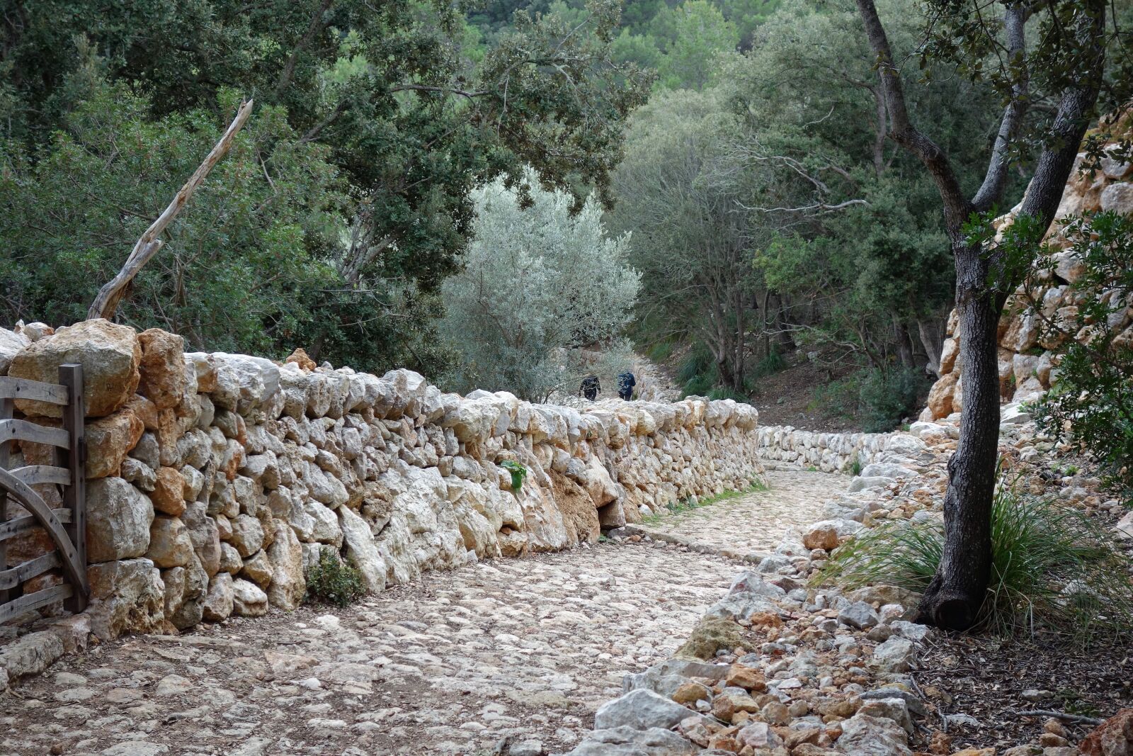 Sony Cyber-shot DSC-RX100 sample photo. Nature, stone, tree photography