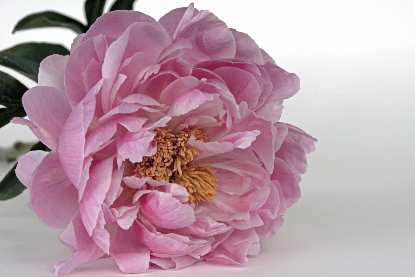Nikon D7100 sample photo. Peony, blossom, bloom photography