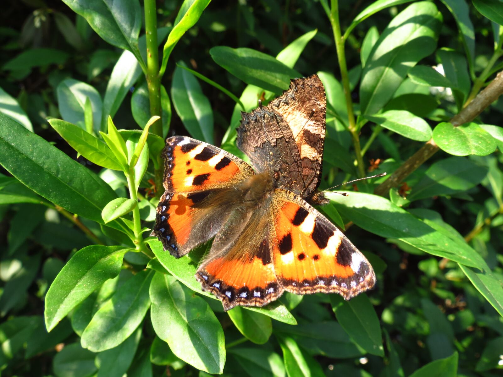 Canon PowerShot SX40 HS sample photo. Peacock butterfly, butterfly, animal photography