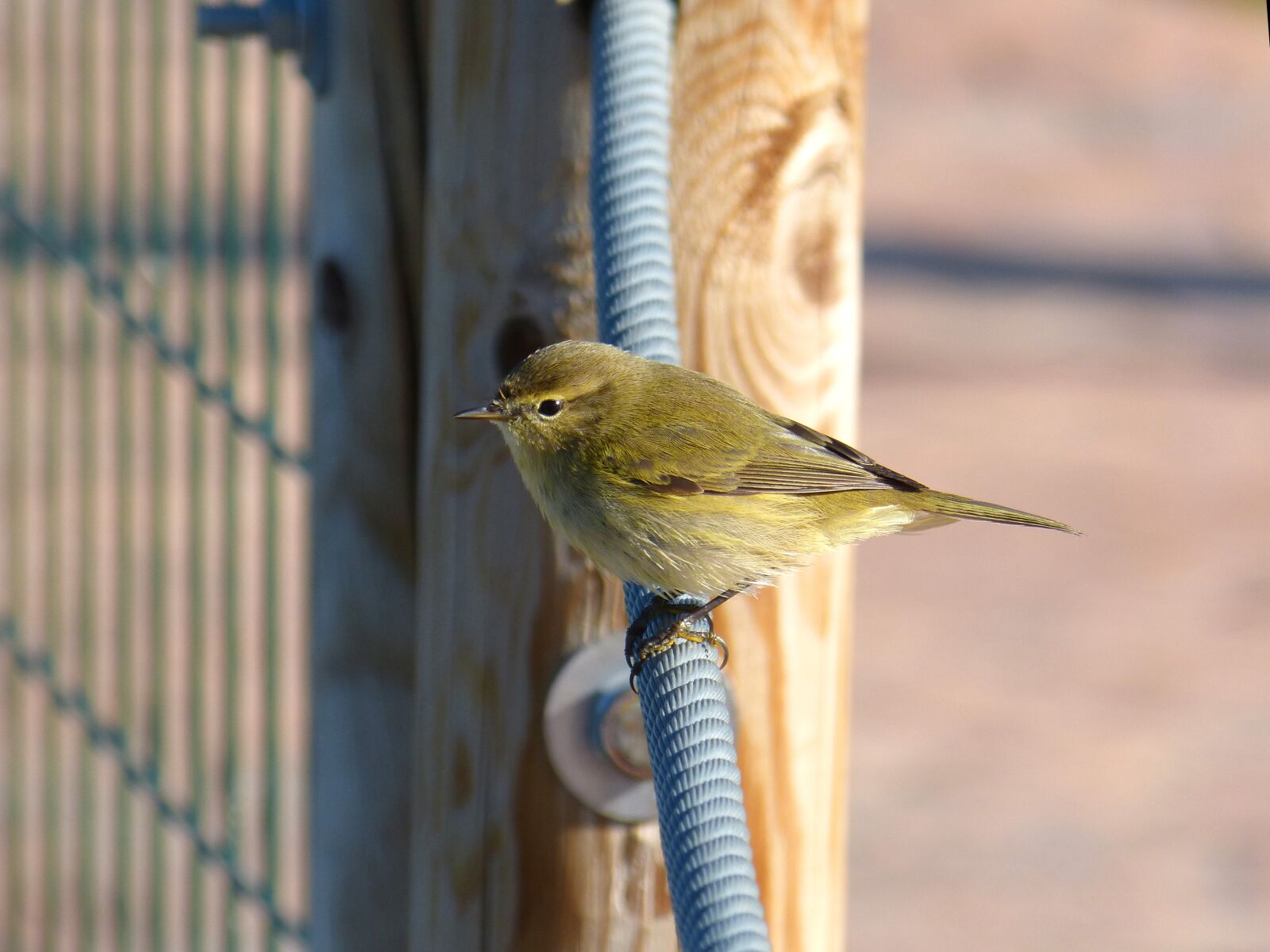 Panasonic DMC-FZ62 sample photo. Bird, ave, phylloscopus collybita photography