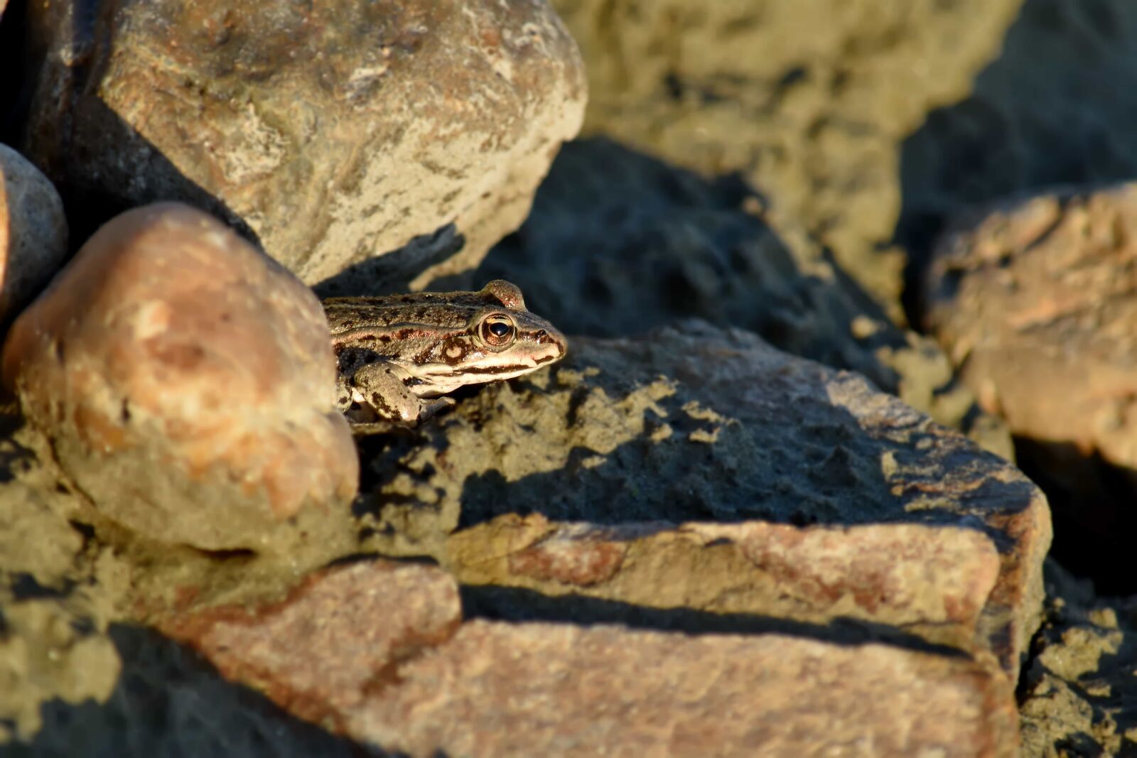 Nikon D5500 sample photo. Amphibian, big rocks, camouflage photography