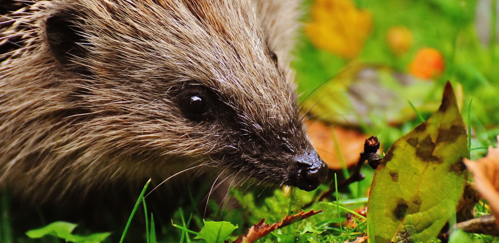 Nikon D7200 sample photo. Hedgehog child, young hedgehog photography
