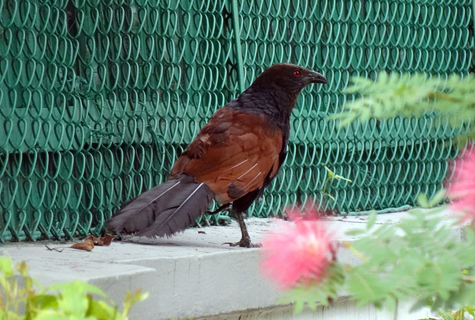 Sony DSC-WX800 sample photo. Bird, crow pheasant, greater photography
