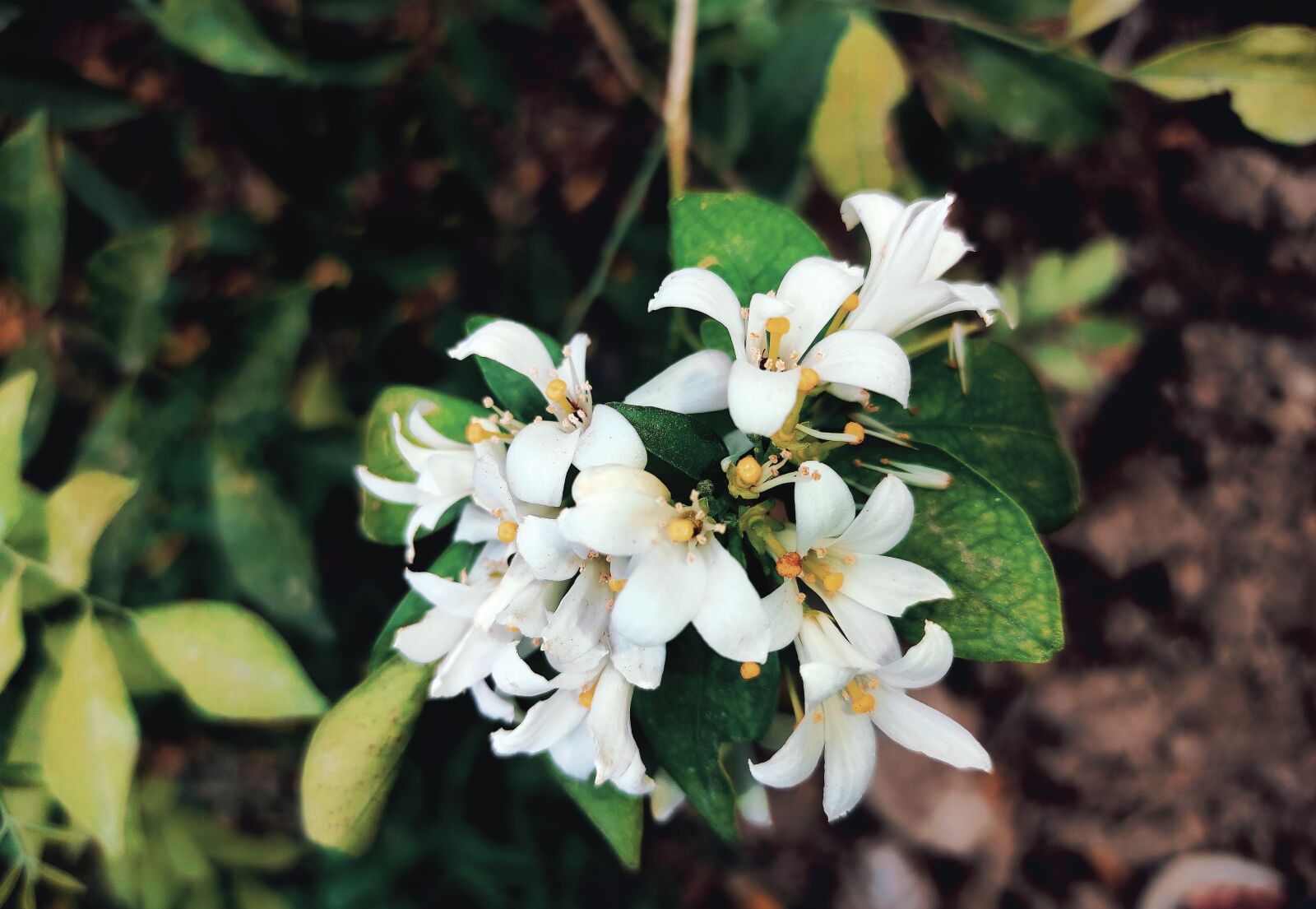 Xiaomi Redmi Note 9 Pro Max sample photo. Flowers, nature, green white photography