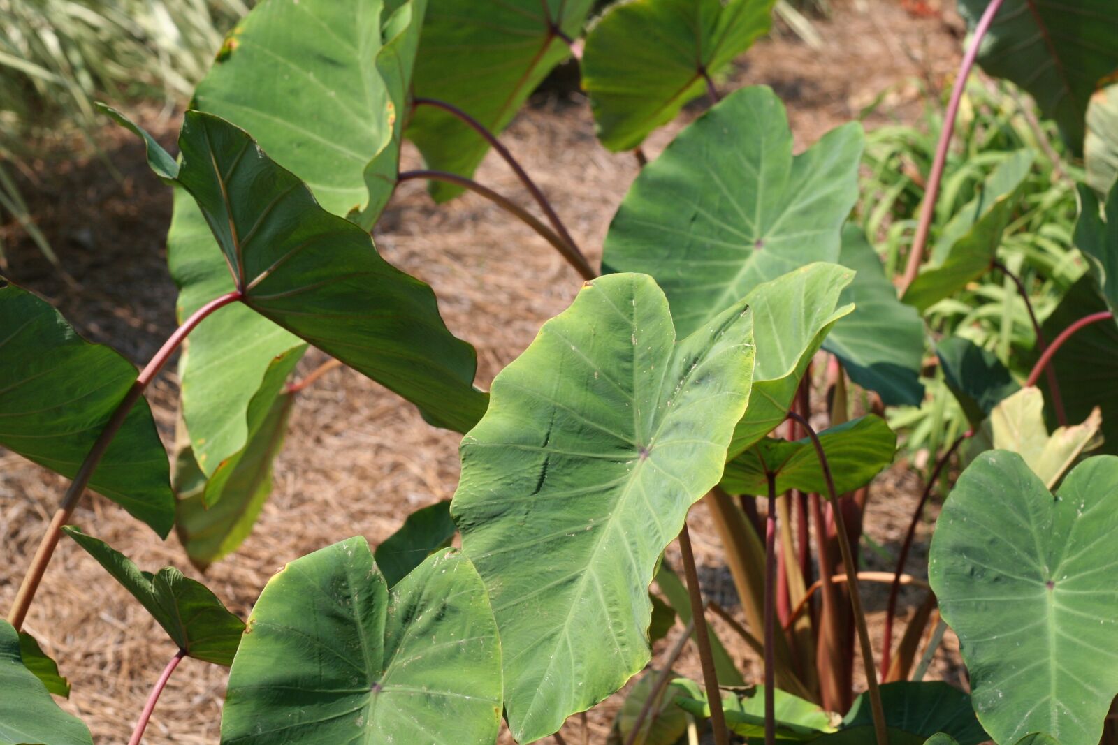 Canon EOS 20D sample photo. Horticulture, plants, botanical photography