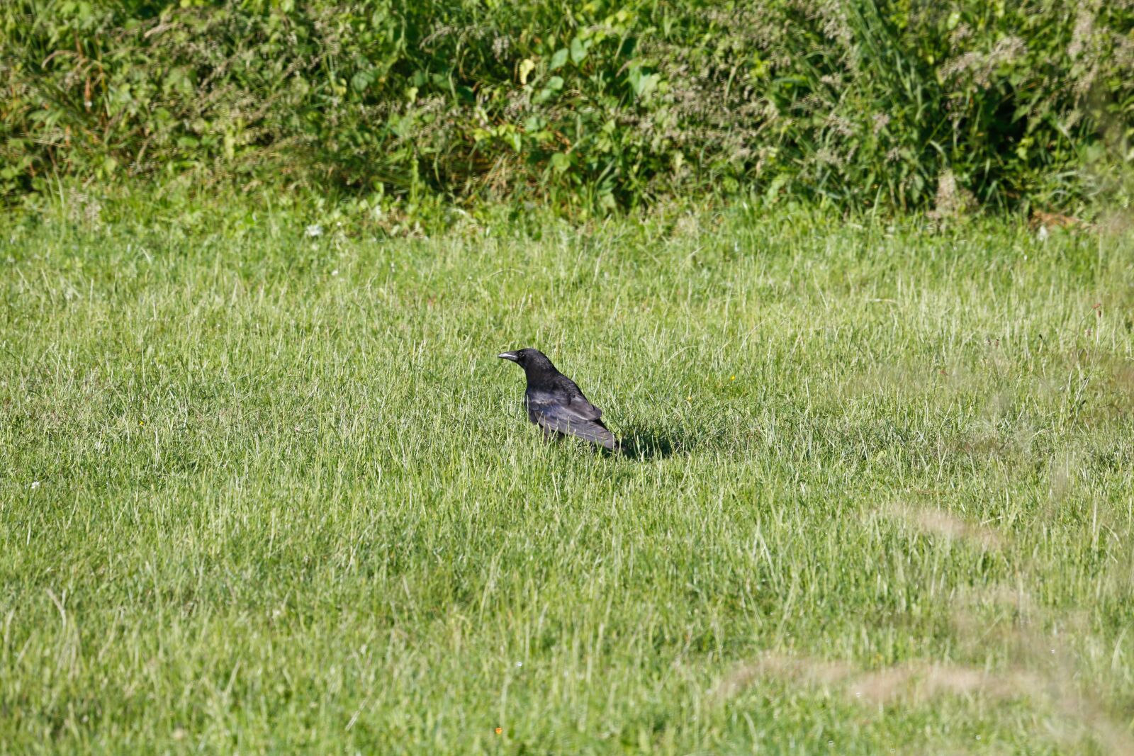 Canon EOS 5D Mark III + Canon EF 100-400mm F4.5-5.6L IS USM sample photo. Raven, crow, black photography