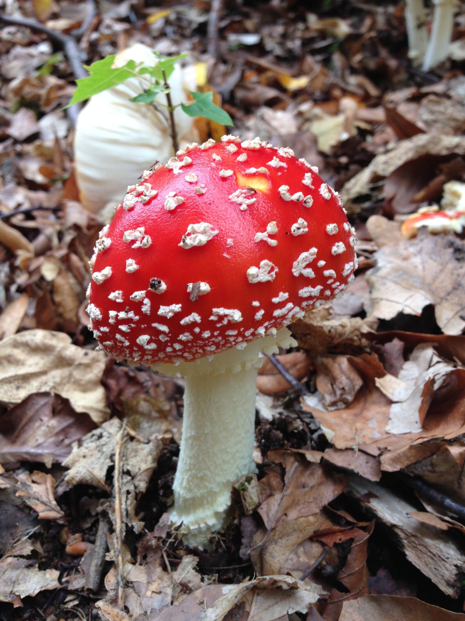 iPhone 5 back camera 4.12mm f/2.4 sample photo. Fly agaric, autumn, nature photography