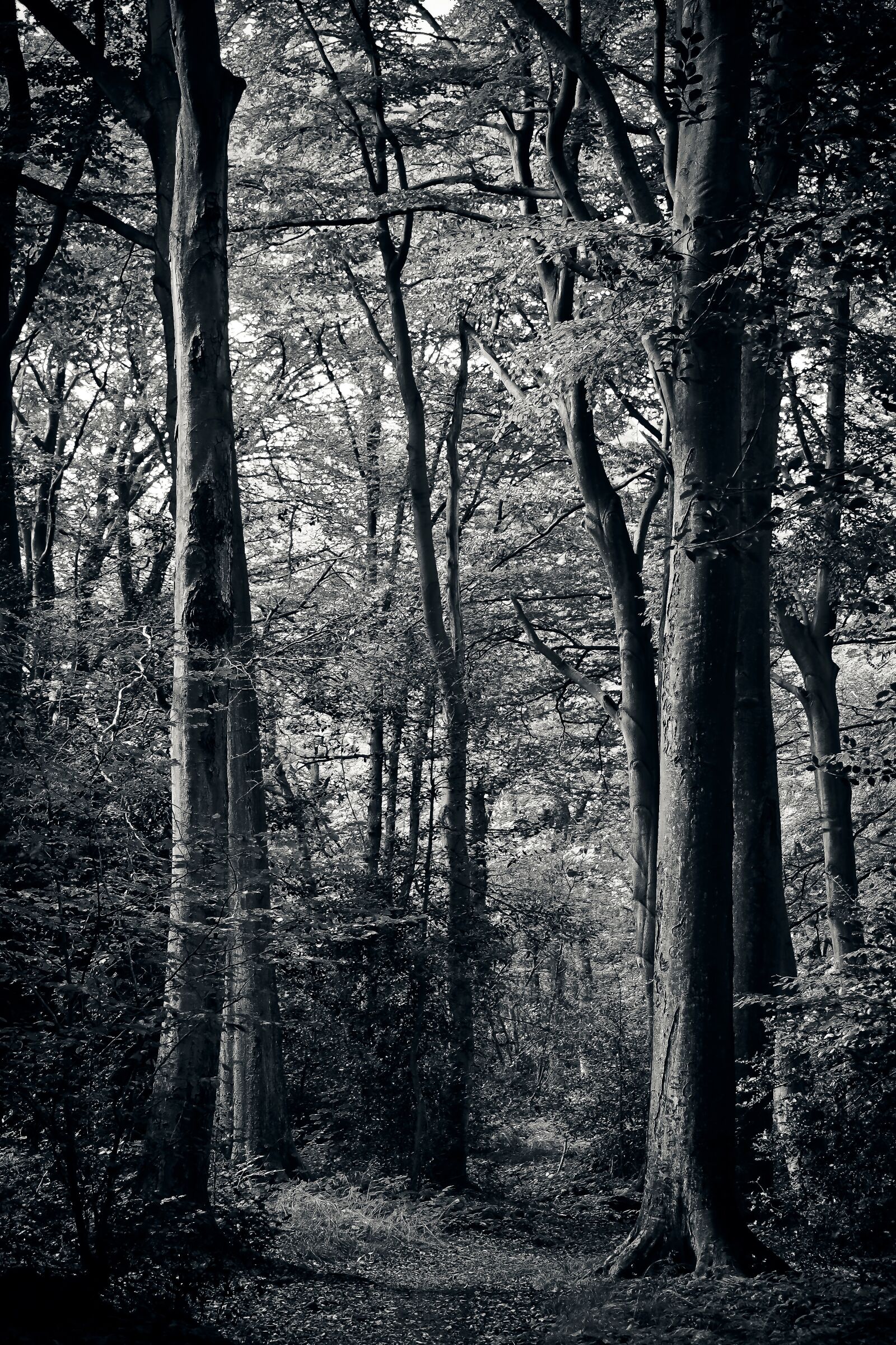 Olympus OM-D E-M10 sample photo. Forest, trees, nature photography