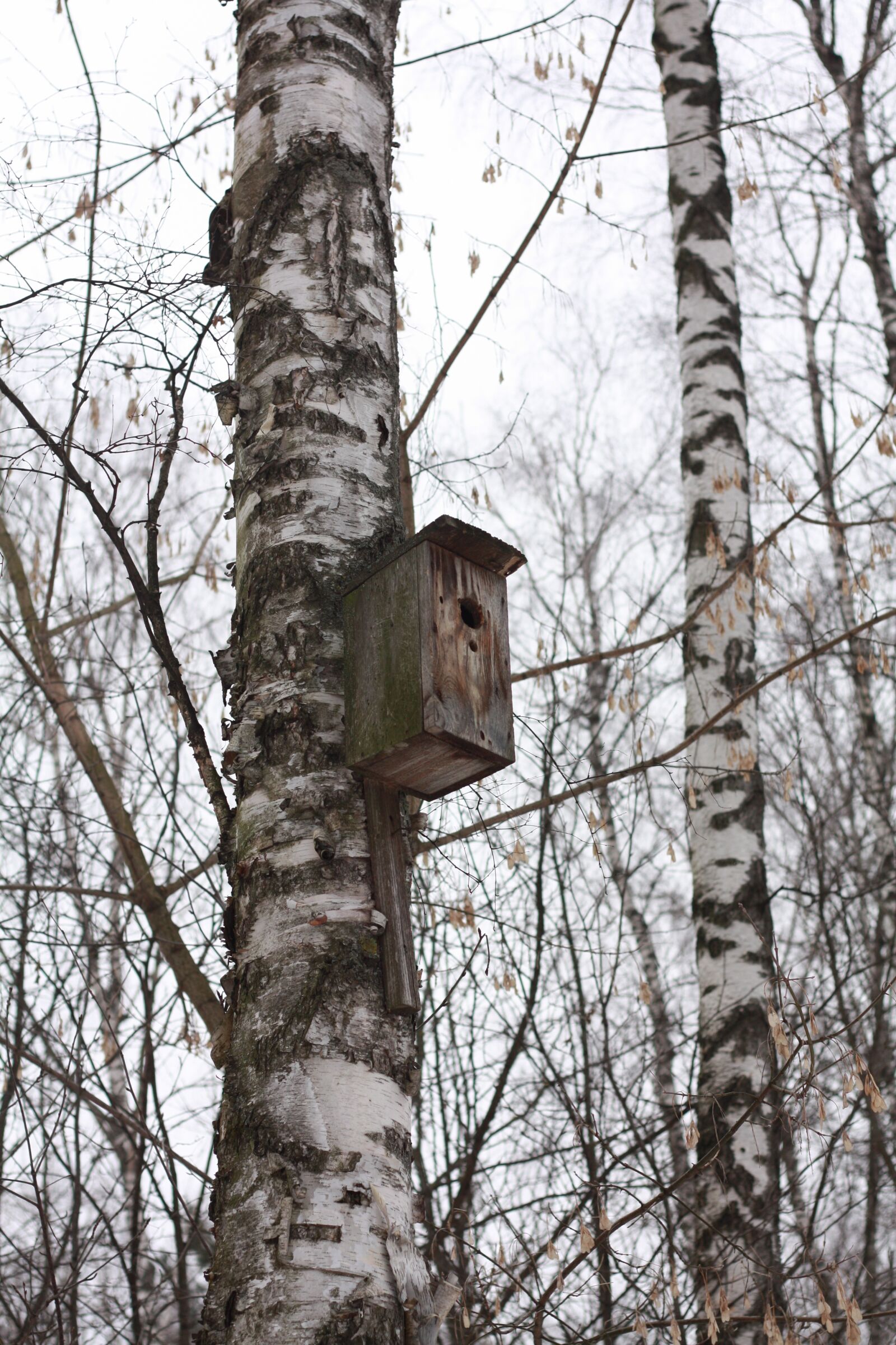Canon EOS 450D (EOS Rebel XSi / EOS Kiss X2) sample photo. Forest, birds, nature photography