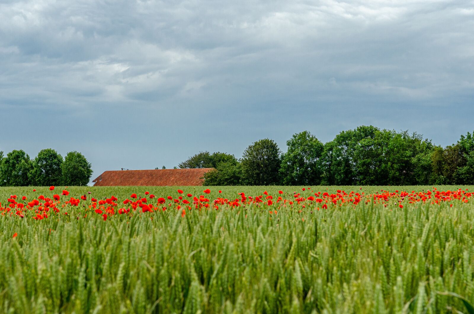 Nikon D7000 sample photo. Flower, poppy, red photography