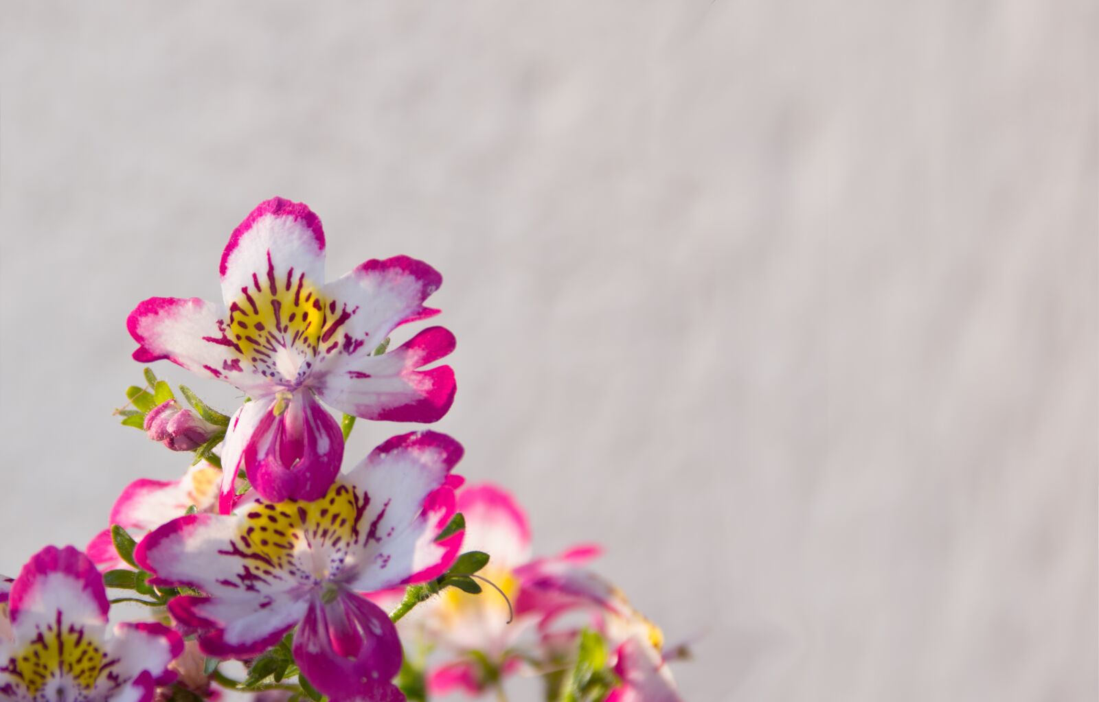 Sony DT 18-200mm F3.5-6.3 sample photo. Flowers, background image, floral photography
