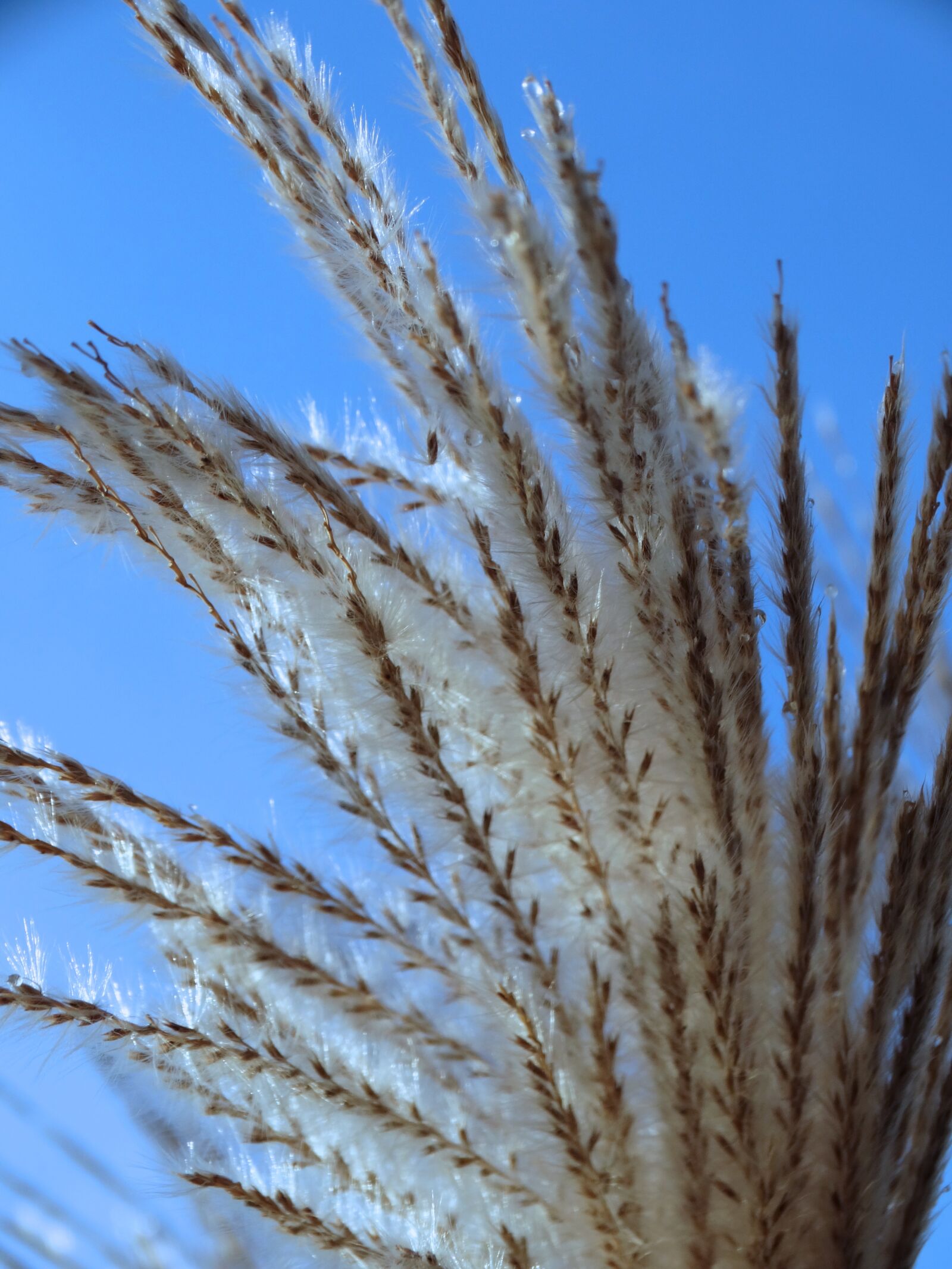 Sony Cyber-shot DSC-HX300 sample photo. Reed, nature photography
