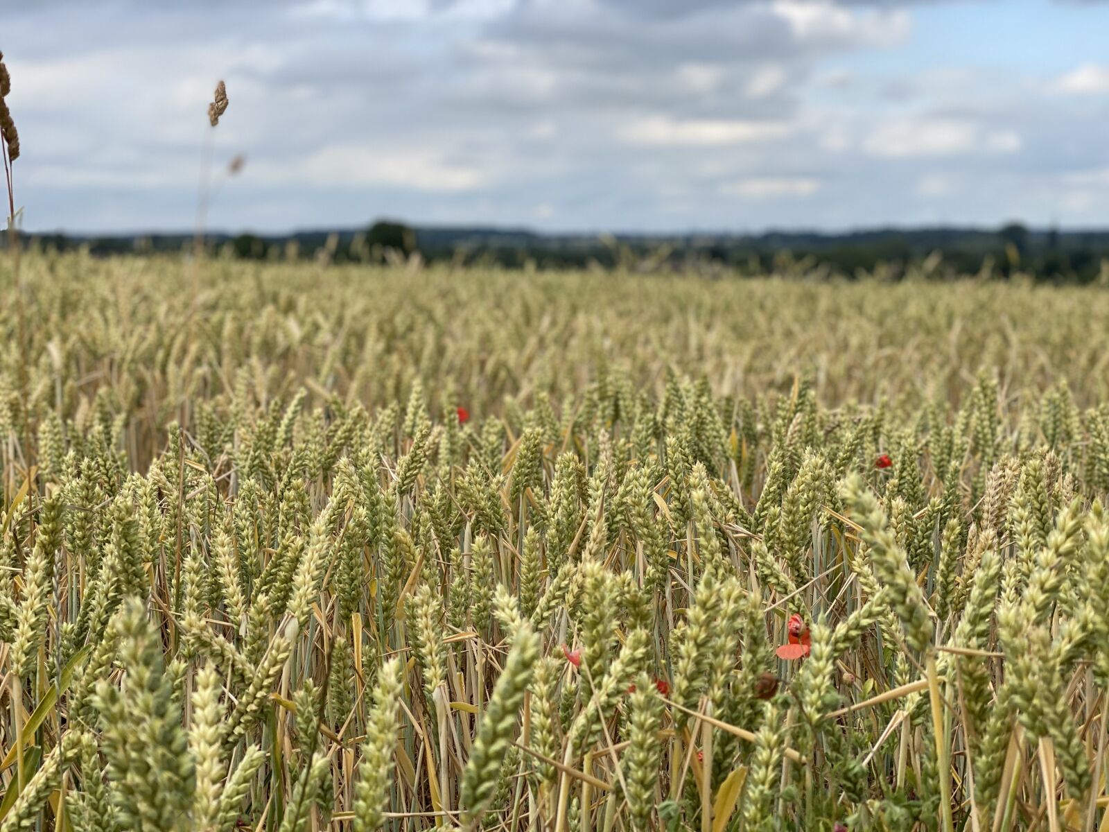 iPhone 11 Pro back dual camera 6mm f/2 sample photo. Wheat, cornfield, agriculture photography