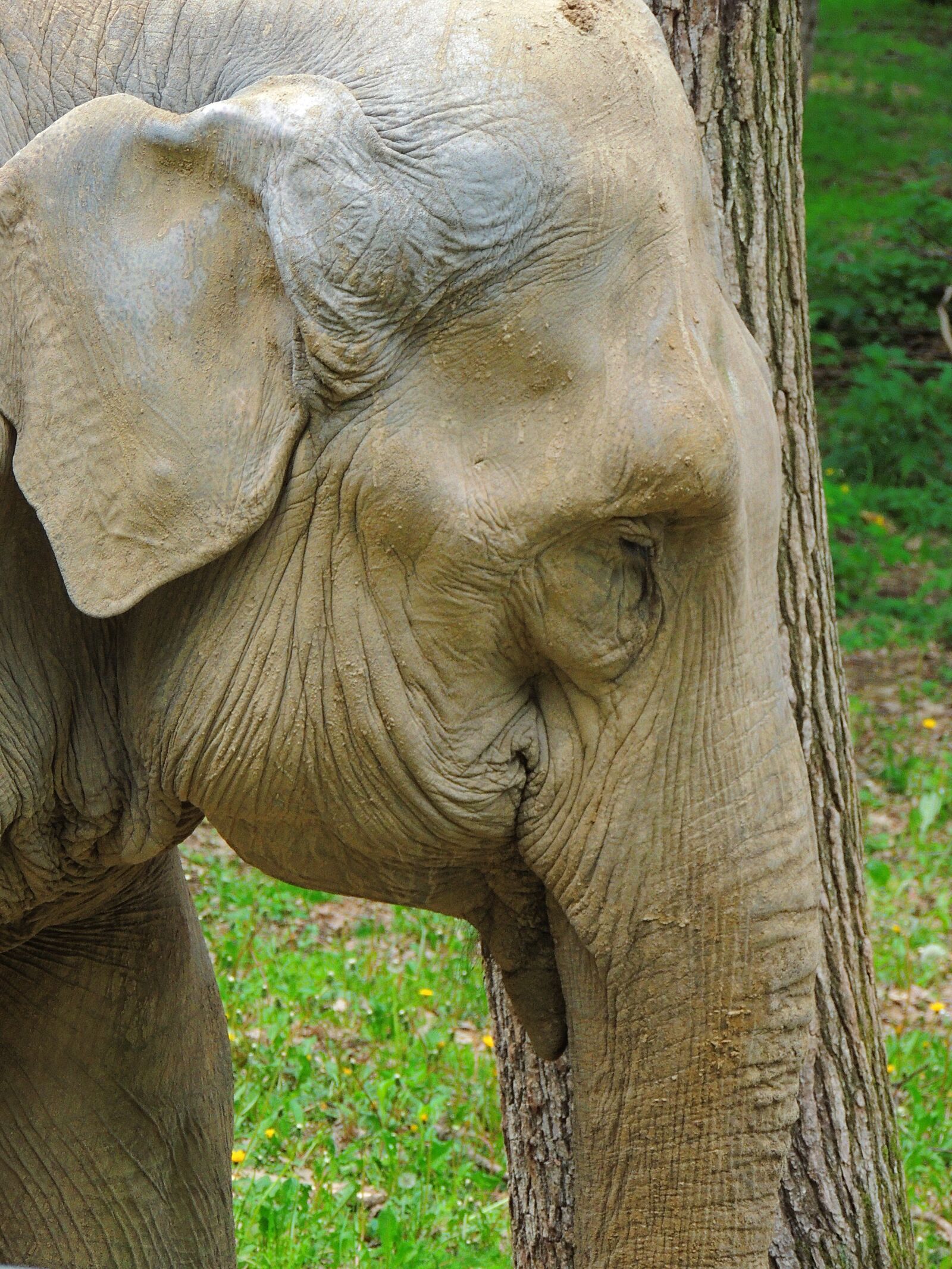Nikon Coolpix P510 sample photo. Elephant, great, pet photography