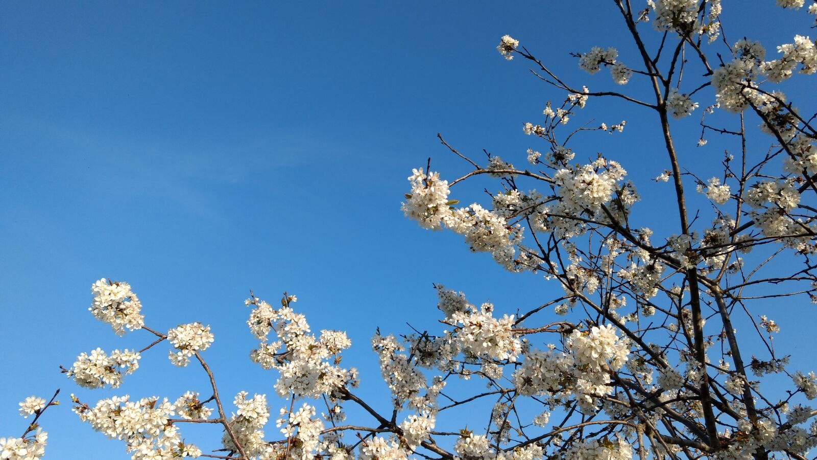Motorola Moto G (4) sample photo. Blue, ciliegio, fiori, flowers photography