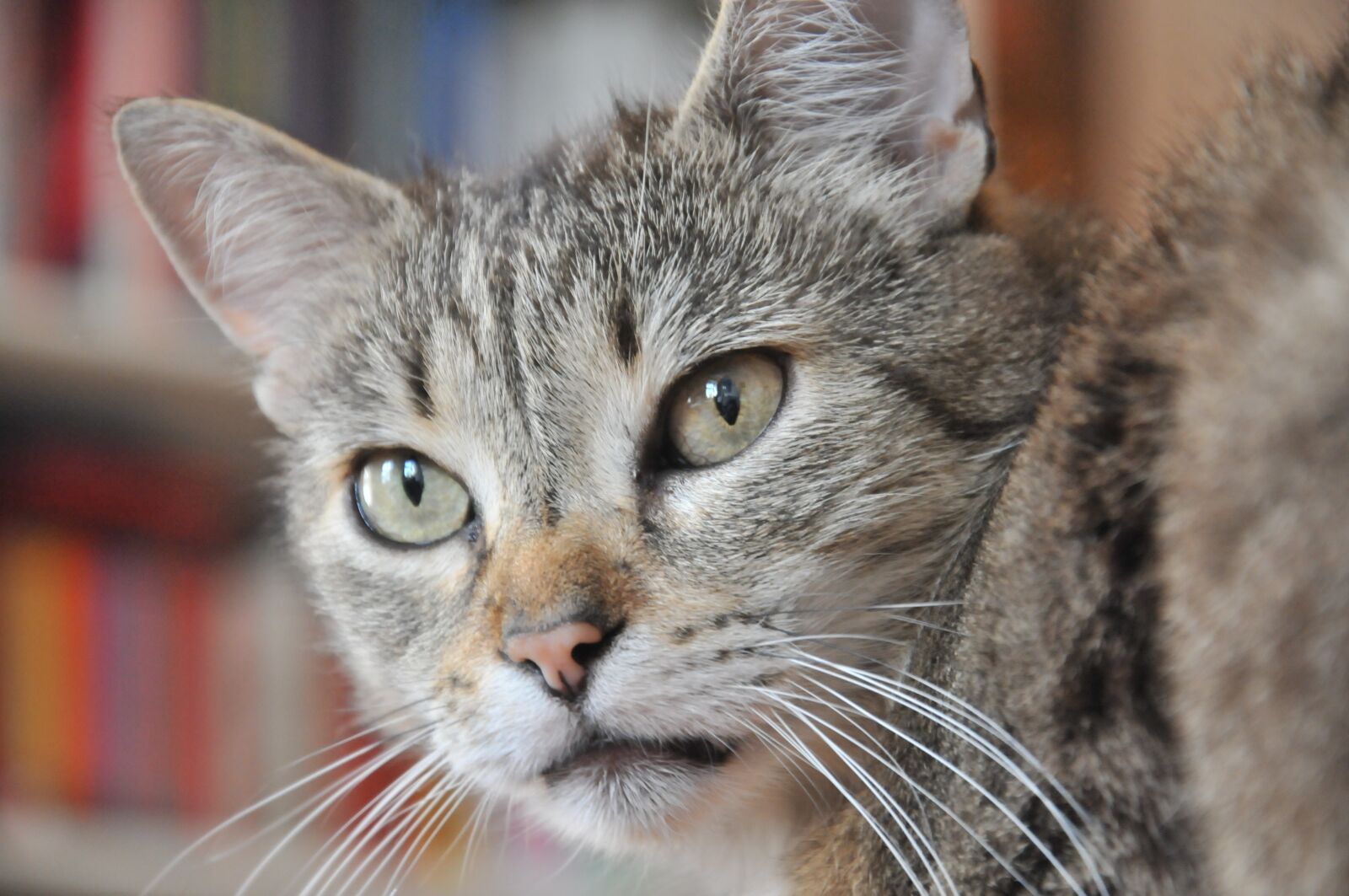 Nikon D300 sample photo. Cat, domestic cat, pet photography