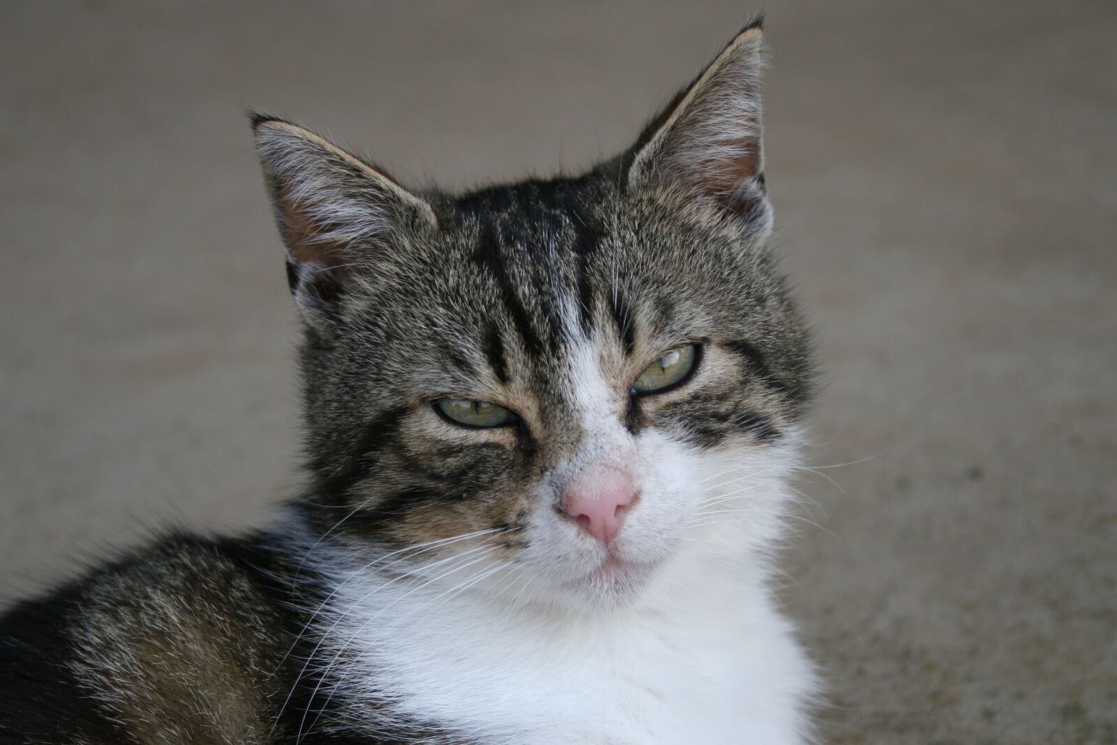 Canon EOS 20D sample photo. Cat, mackerel, animal portrait photography