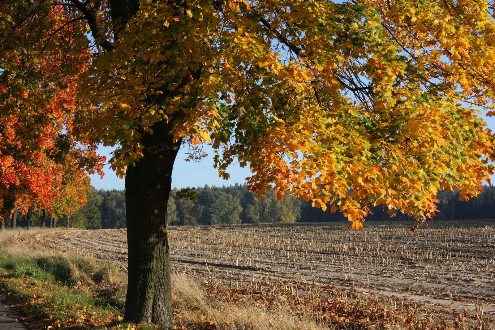 Canon EOS 40D sample photo. Autumn, leaves, tree photography