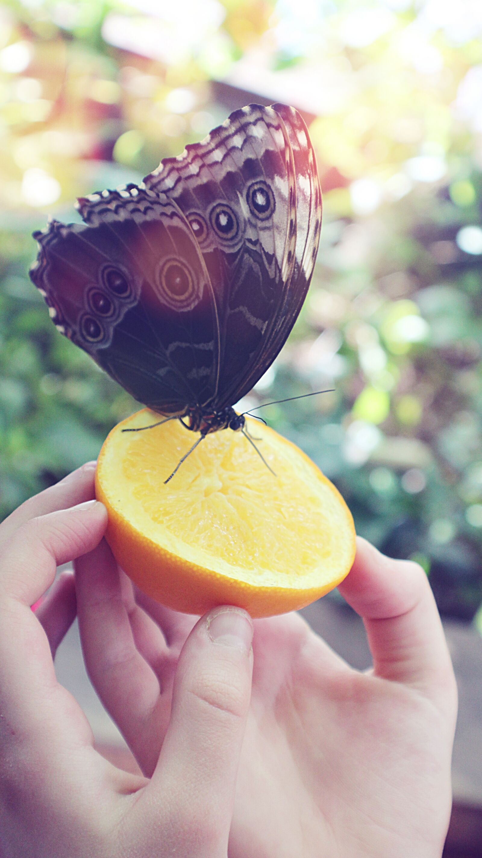 Canon EOS 1200D (EOS Rebel T5 / EOS Kiss X70 / EOS Hi) sample photo. Butterfly, animals, nature photography