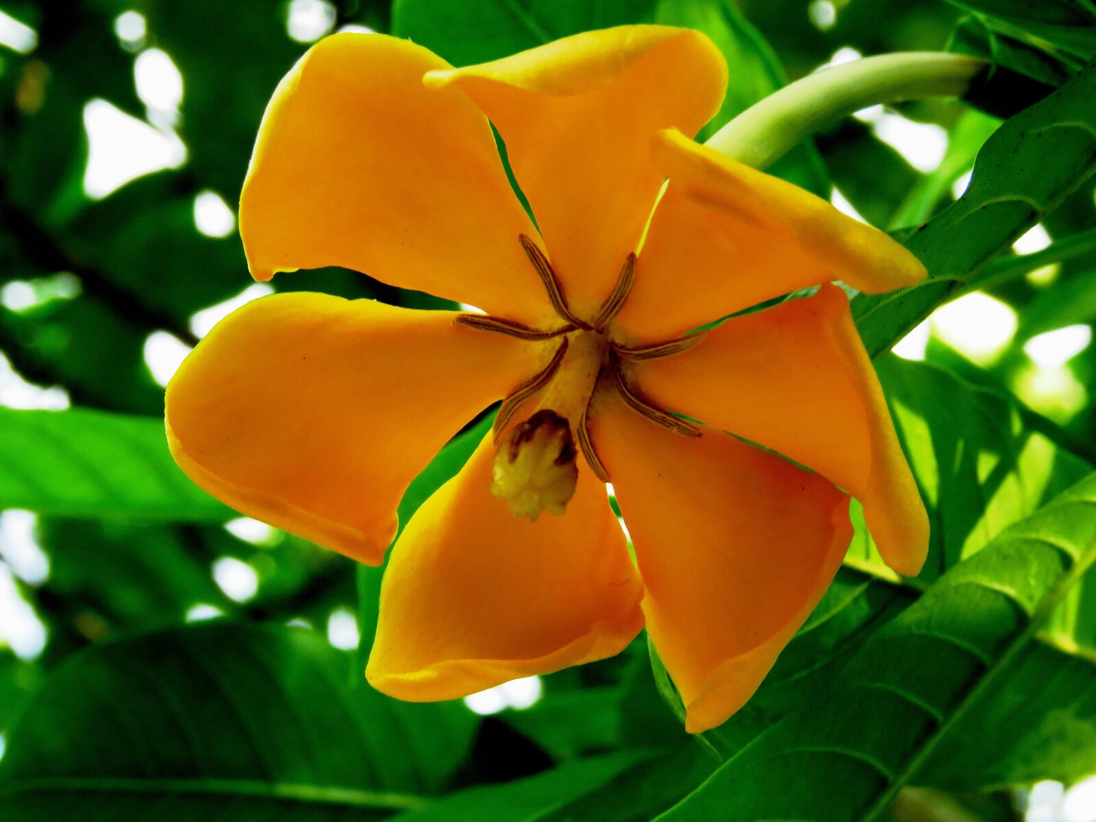 Canon PowerShot SX60 HS sample photo. Yellow, flower, fresh photography