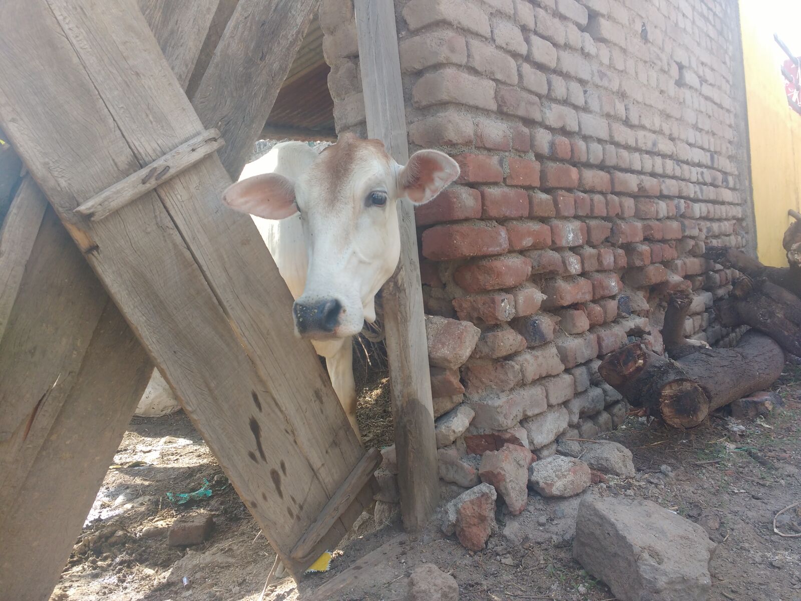 Motorola MotoG3 sample photo. Cute, cute, animals photography