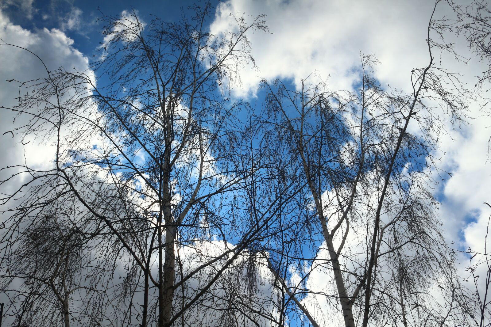 Canon EOS 650D (EOS Rebel T4i / EOS Kiss X6i) sample photo. Winter, birch, sky clouds photography