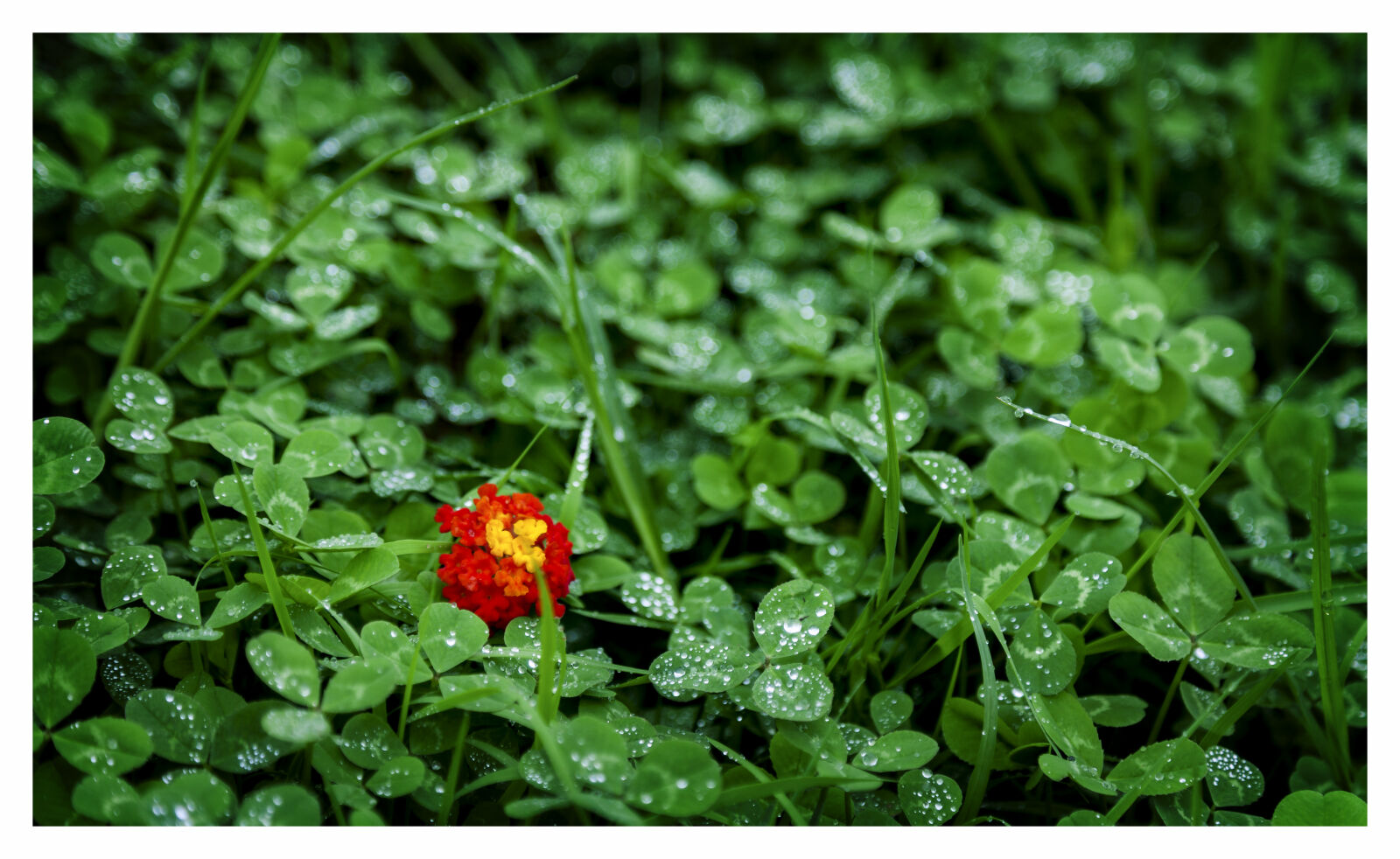Canon EF 24-105mm F4L IS USM sample photo. Orange, and, green, lantana photography