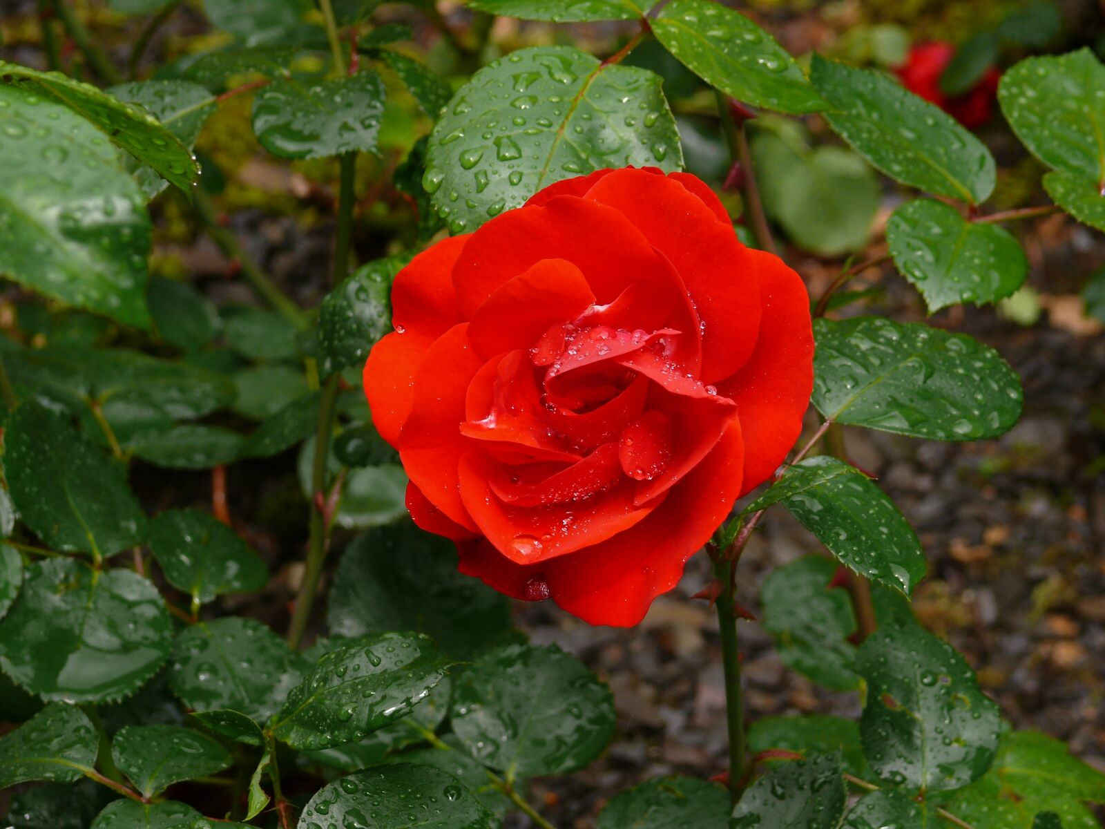 Panasonic DMC-FZ50 sample photo. Rose, red, flower photography