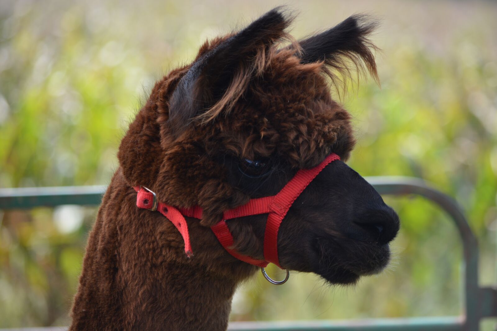 Nikon D5200 sample photo. Alpaca, animal, mammal photography