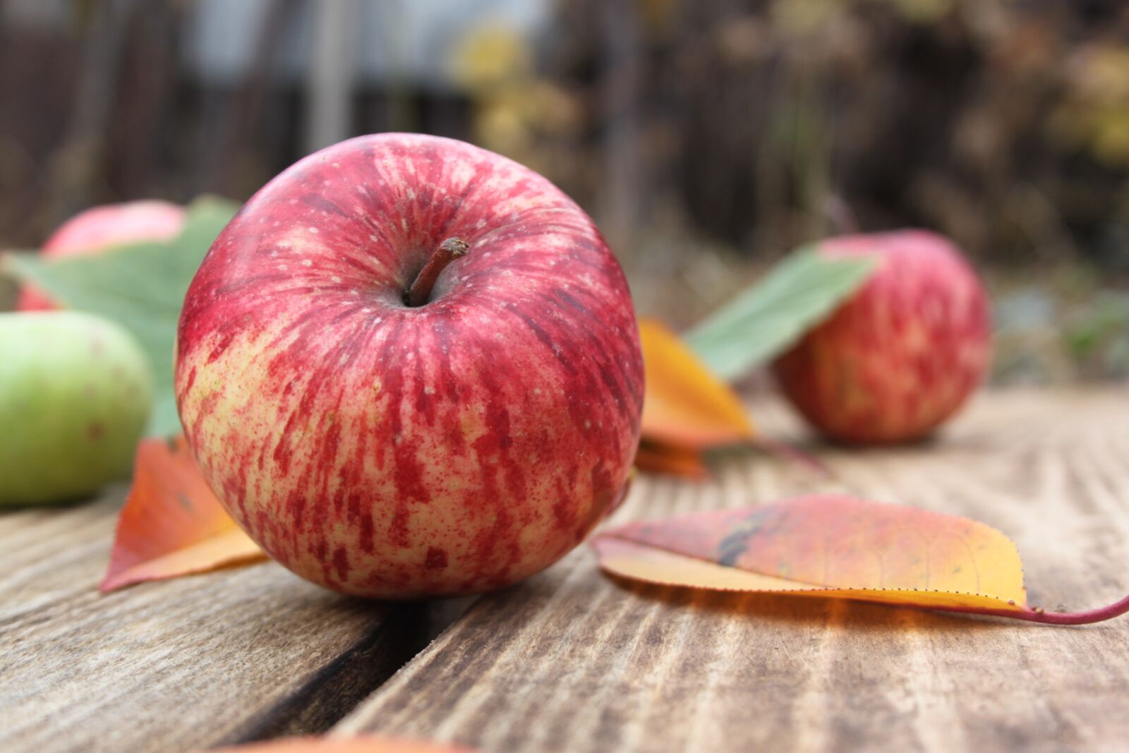 Canon EOS 500D (EOS Rebel T1i / EOS Kiss X3) sample photo. Apples, fruit, red apple photography