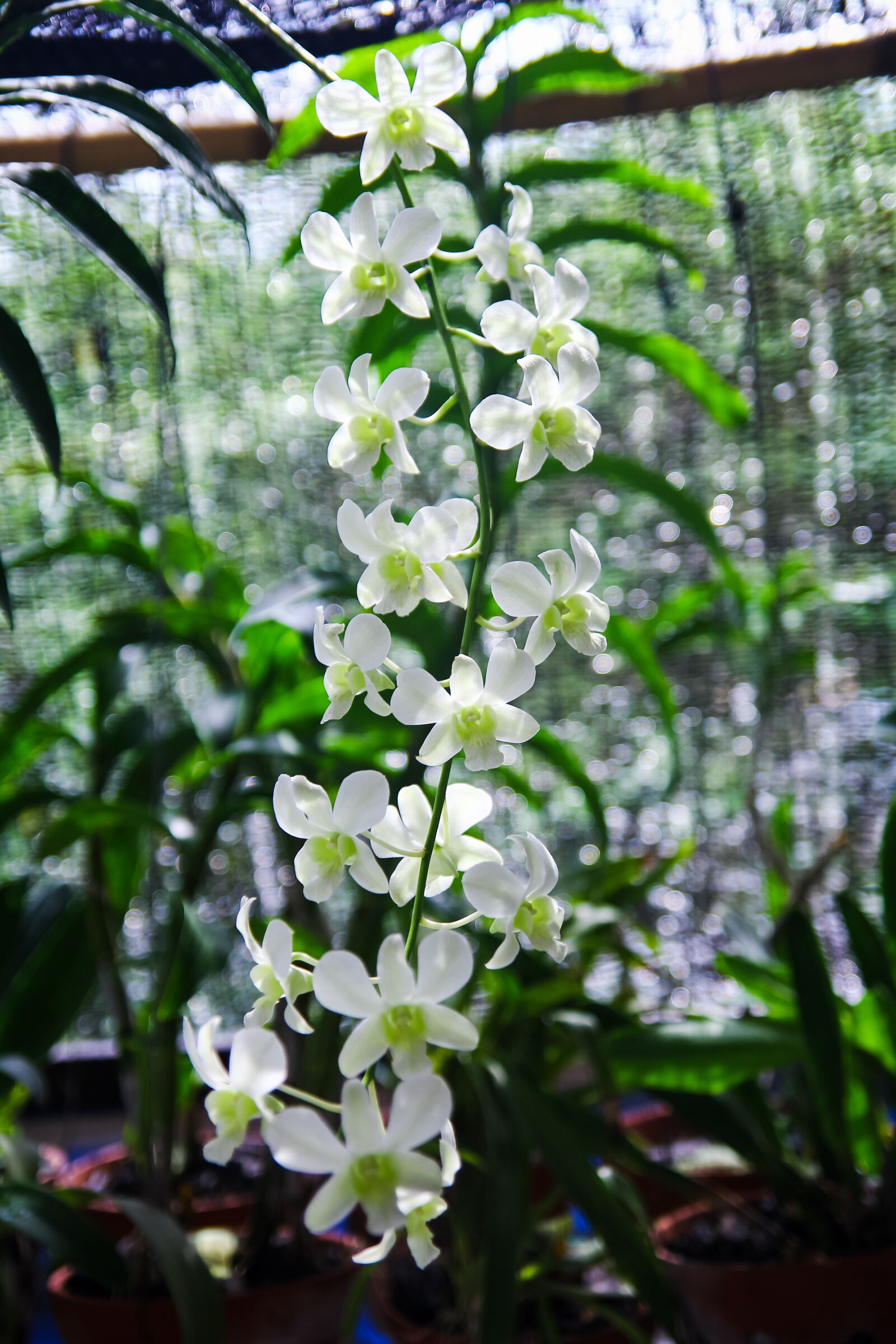 Canon EOS 60D sample photo. Flowers, plants, decorations photography