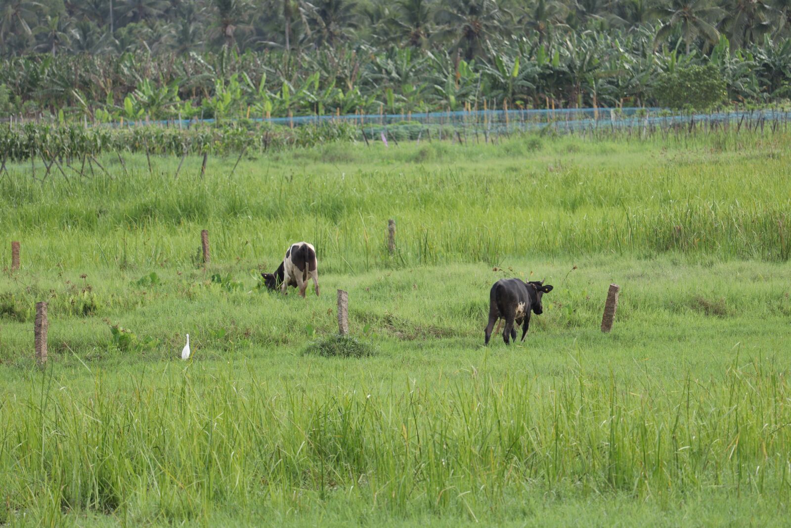 Canon EOS 250D (EOS Rebel SL3 / EOS Kiss X10 / EOS 200D II) sample photo. Nature, landscape, field photography