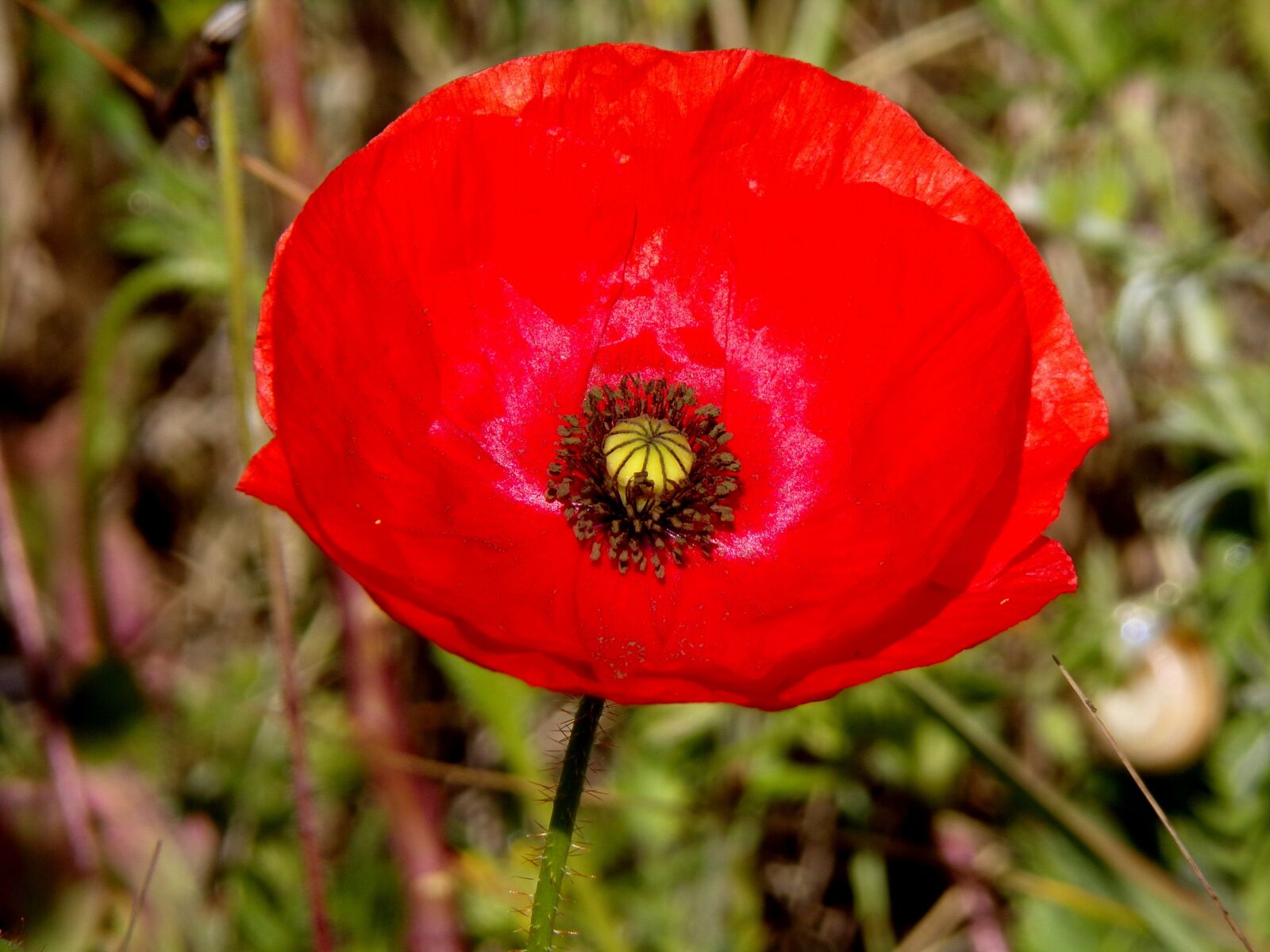 JK KODAK PIXPRO AZ421 sample photo. Poppy, flower, red flower photography