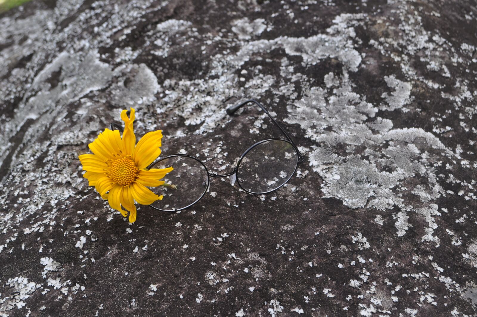 Nikon D5000 sample photo. Sunglasses, flower, rock photography