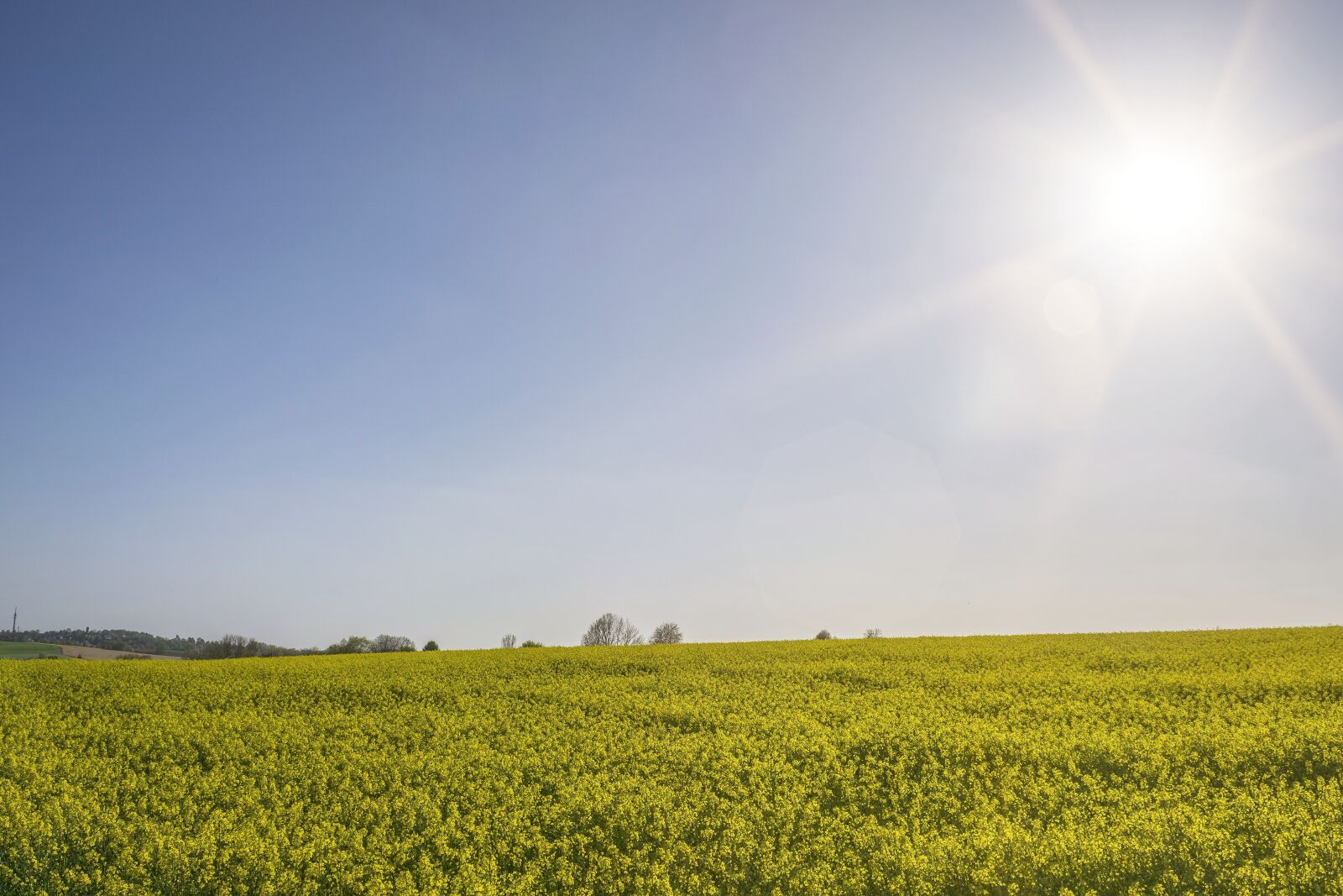 Nikon D3300 sample photo. Nature, field of rapeseeds photography