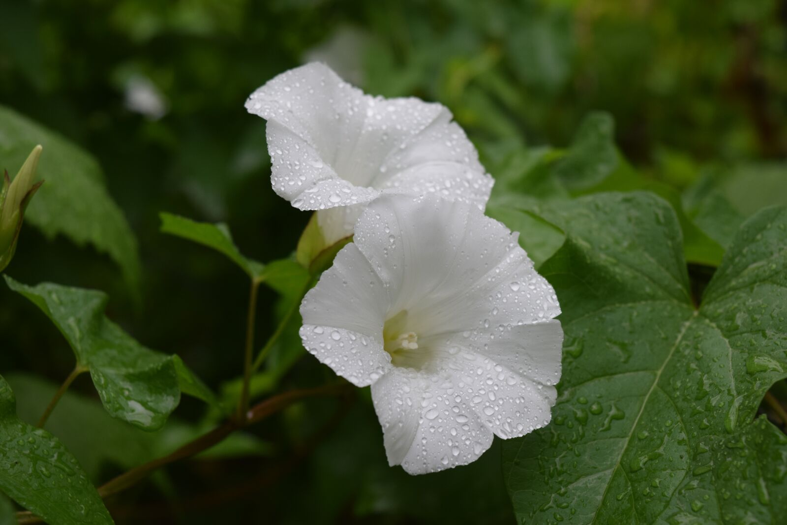 Nikon D3300 sample photo. Winds, flower, blossom photography