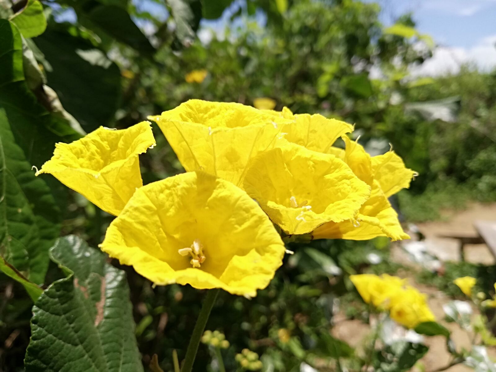 HUAWEI P20 lite sample photo. Beauty of nature, ecuador photography