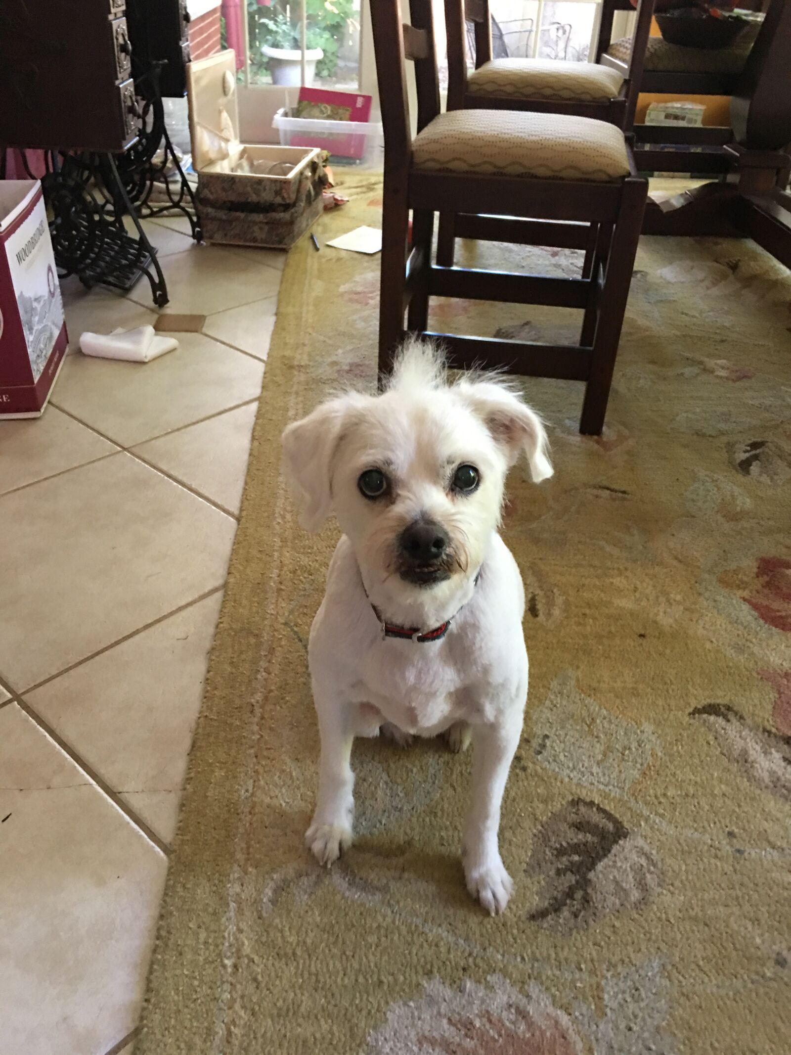 iPhone 6s Plus back camera 4.15mm f/2.2 sample photo. Dog, pet, cute photography