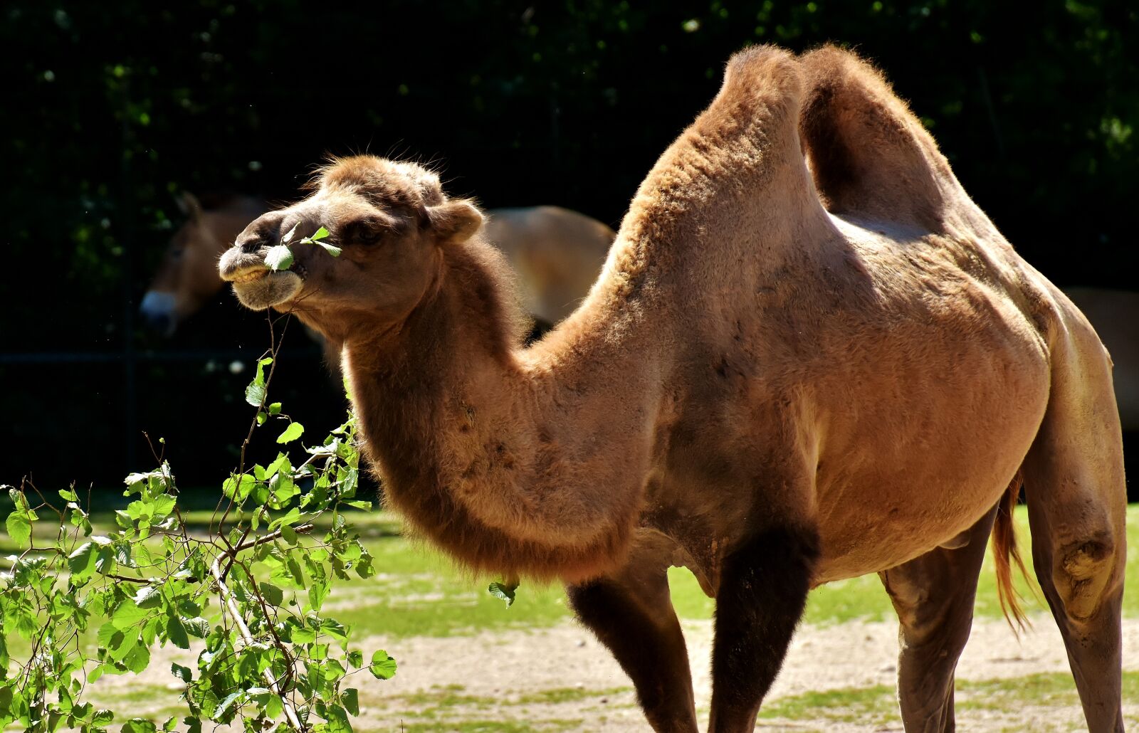 Nikon D7200 sample photo. Camel, zoo, animal photography