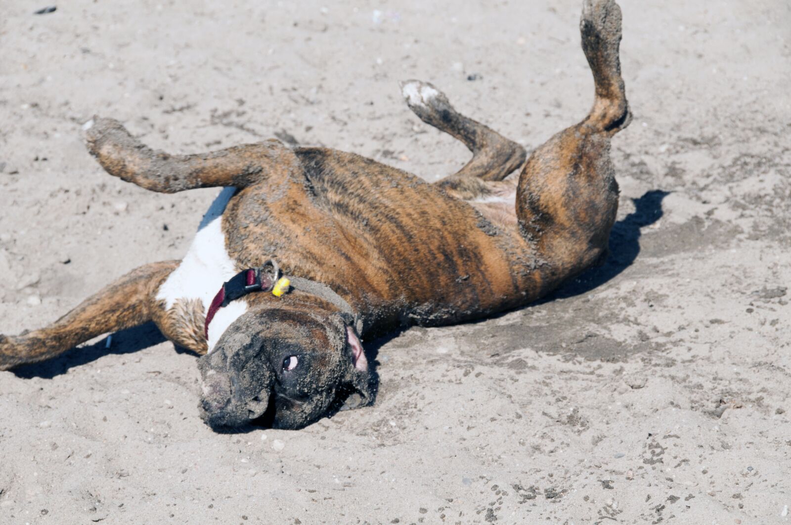 Nikon D300 sample photo. Dog, animal, friend photography